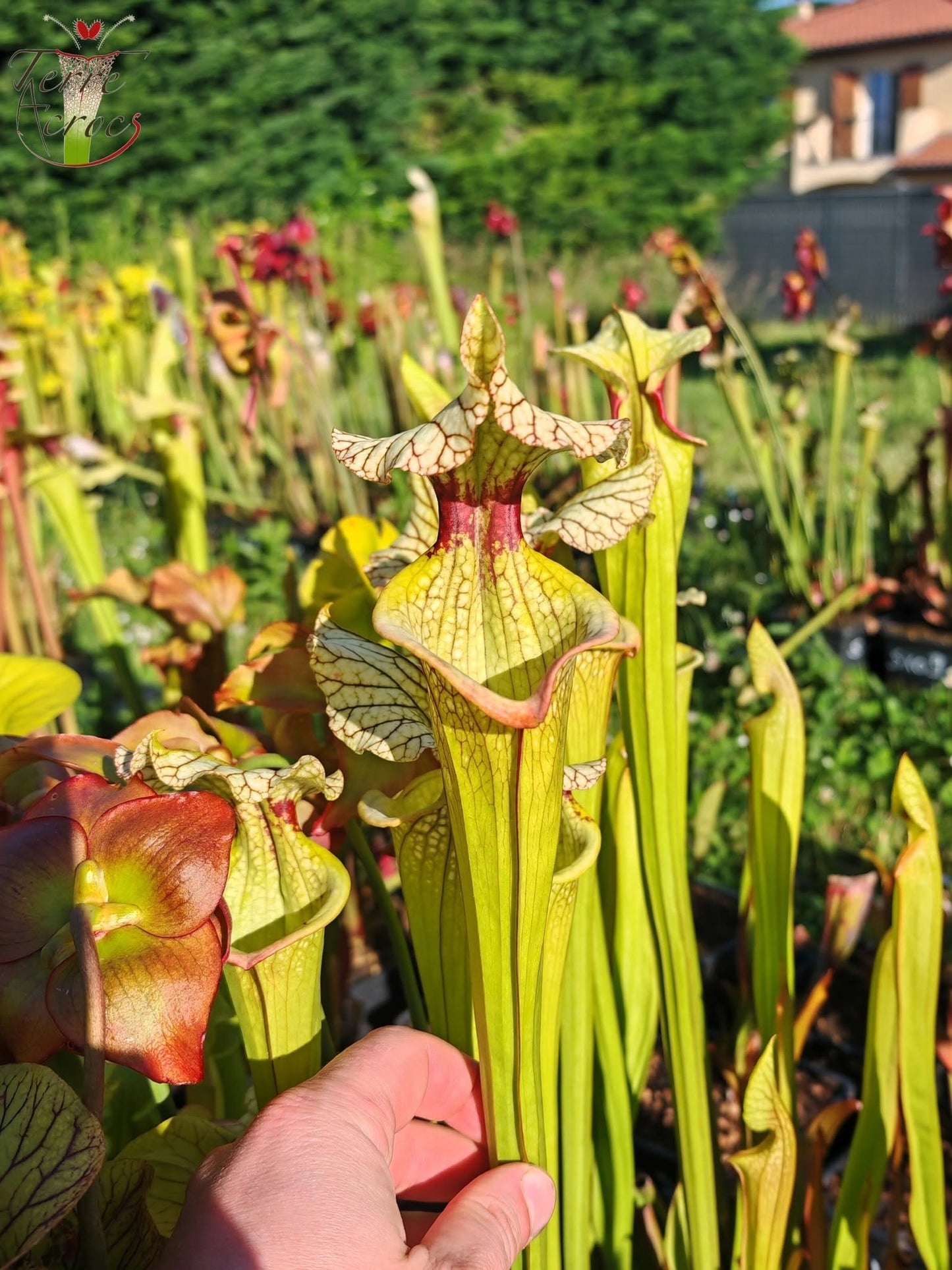 SX42 Sarracenia x (leucophylla heterophylla anthocyanin free x ‘Adrian Slack’)