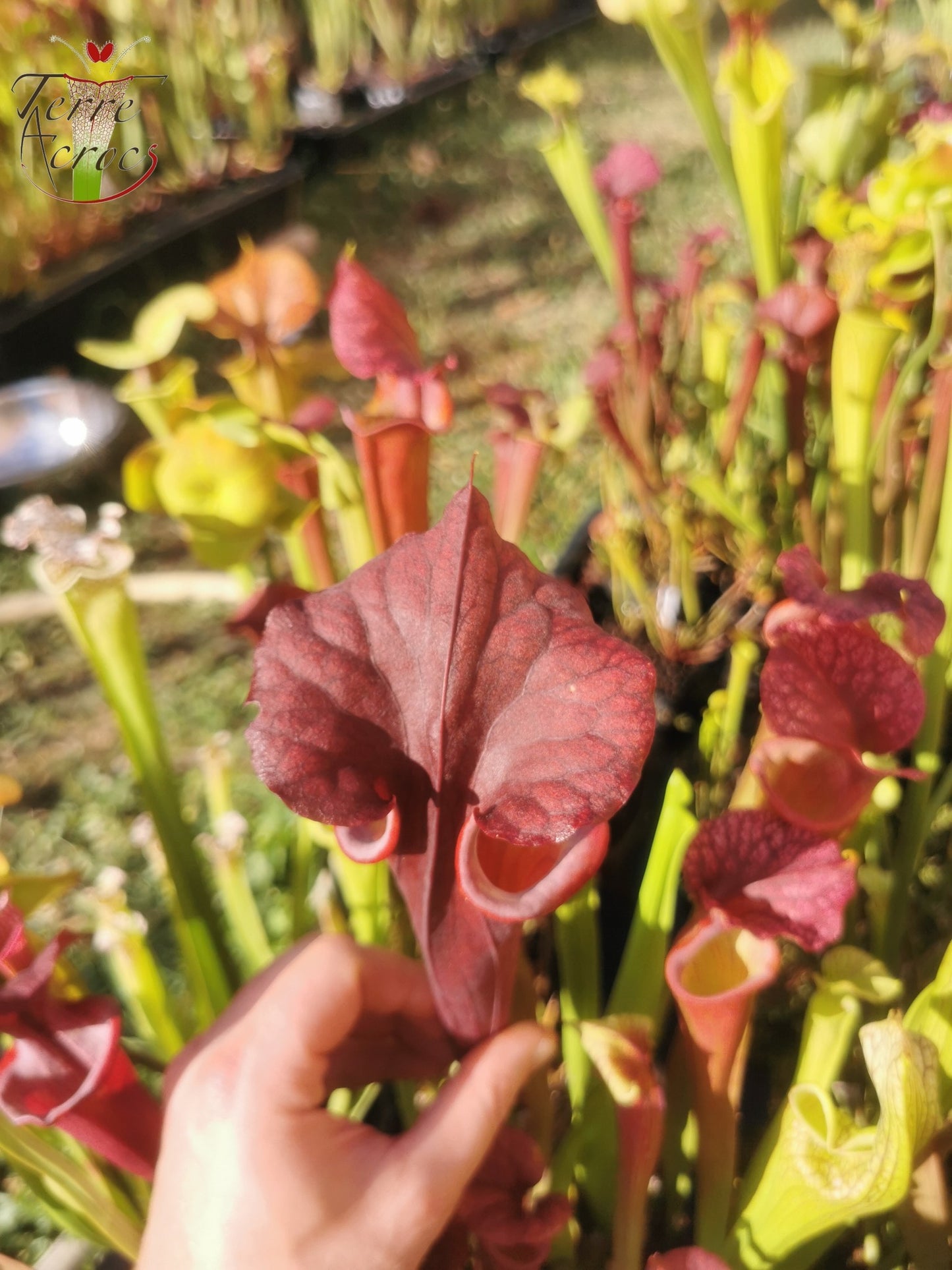 SX45 Sarracenia x "Kratos"