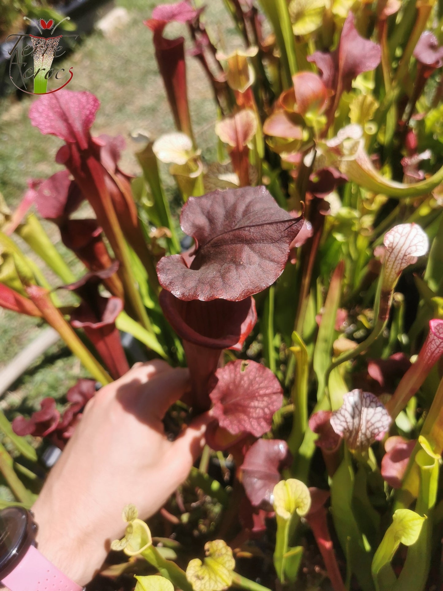 SX45 Sarracenia x "Kratos"