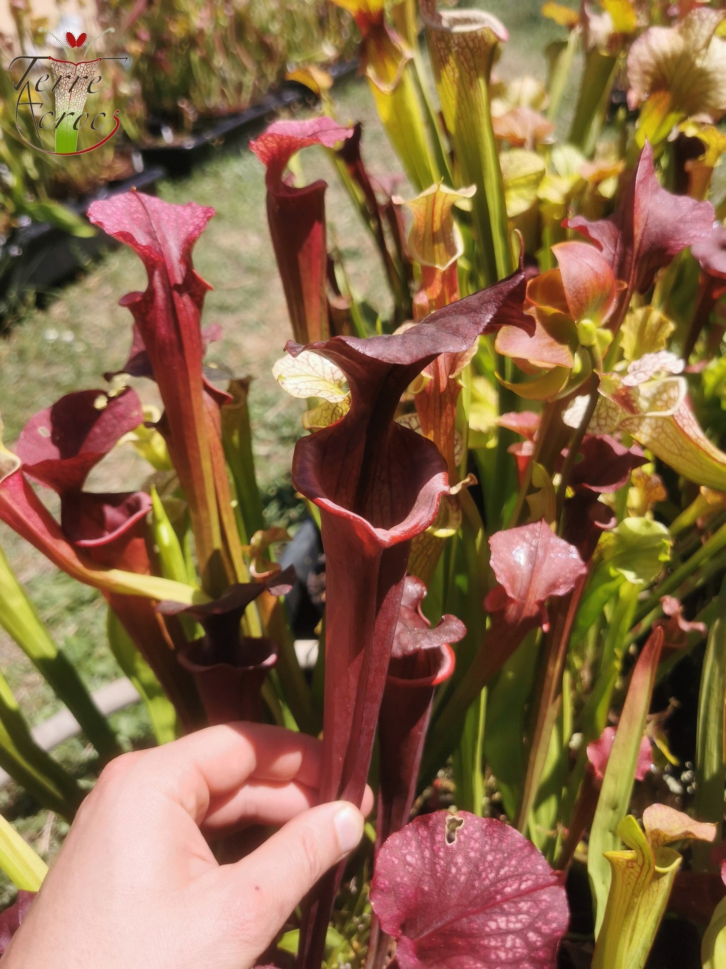 SX45 Sarracenia x "Kratos"