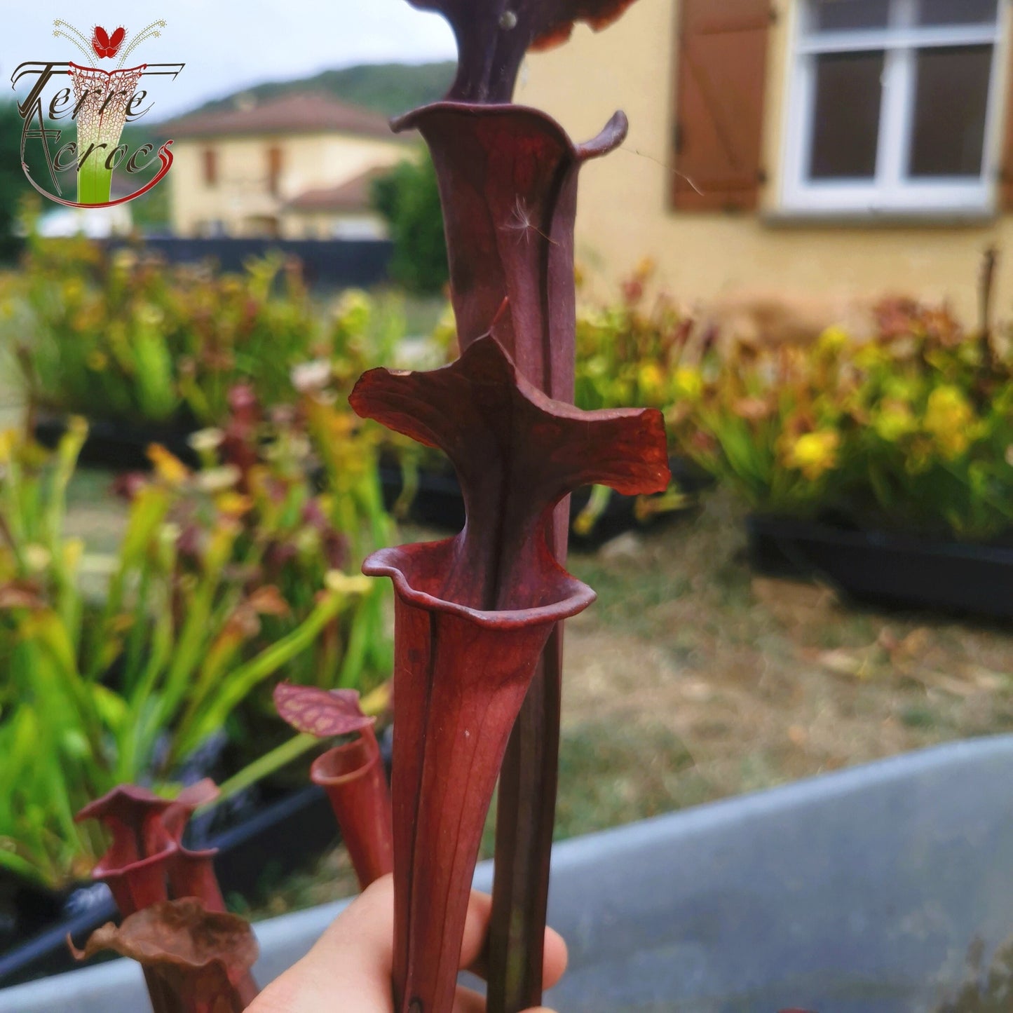 SX45 Sarracenia x "Kratos"