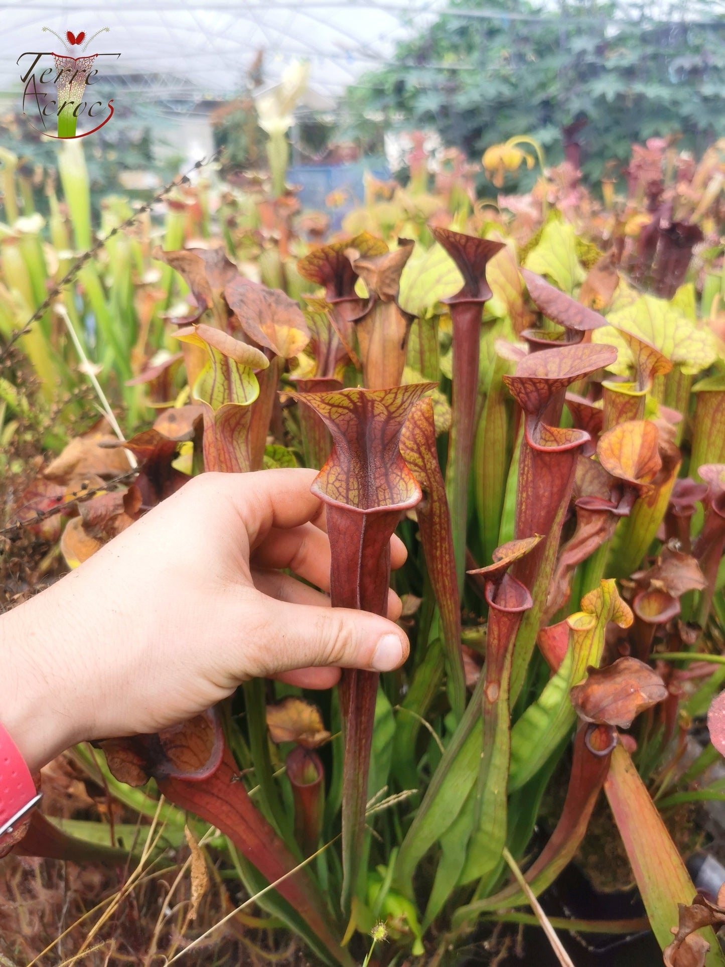 SX47 Sarracenia x “Orpaillage”