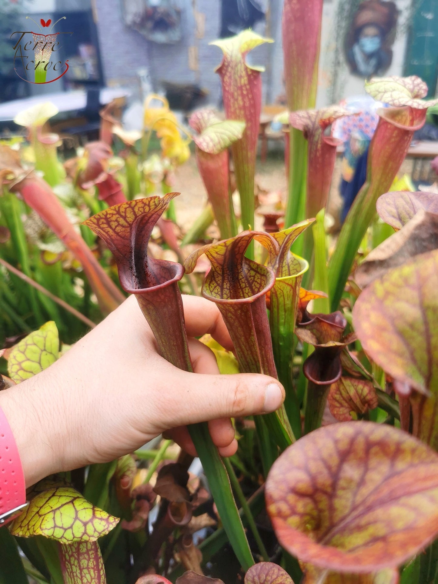 SX47 Sarracenia x “Orpaillage”