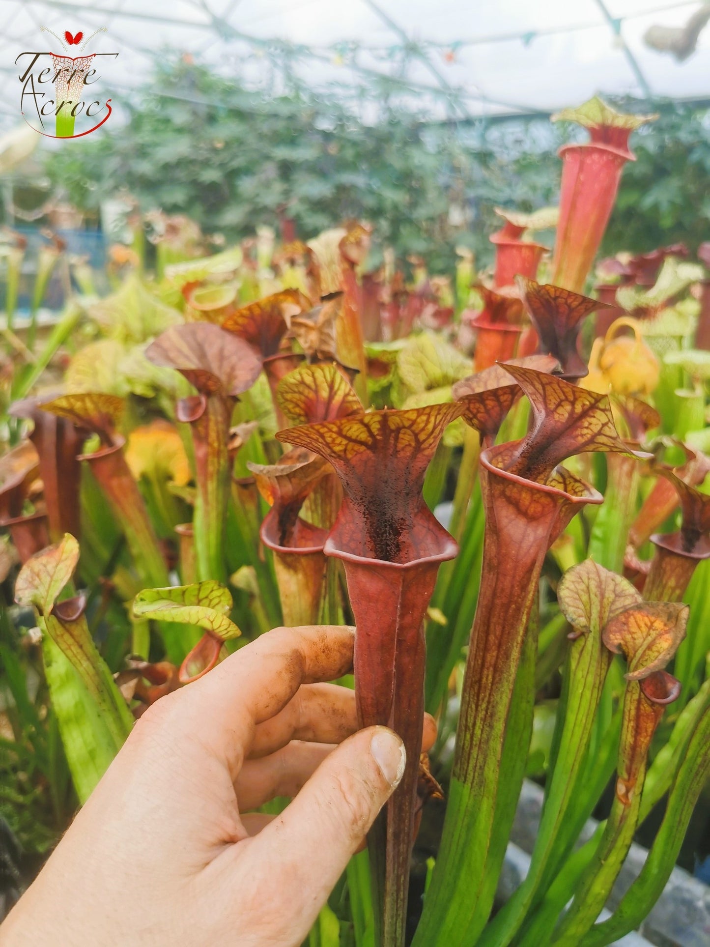 SX47 Sarracenia x “Orpaillage”