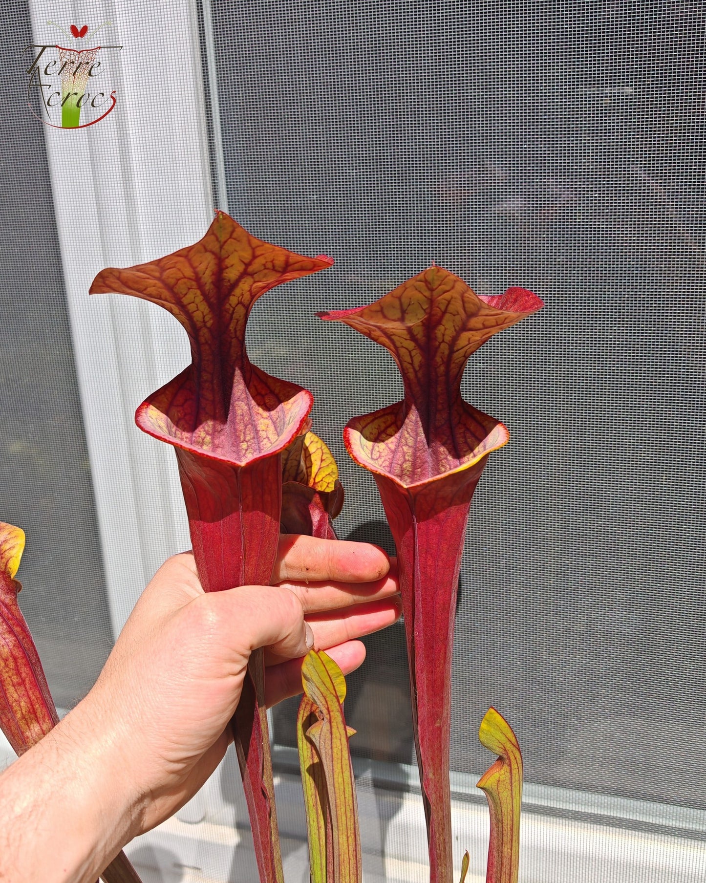 SX47 Sarracenia x “Orpaillage”