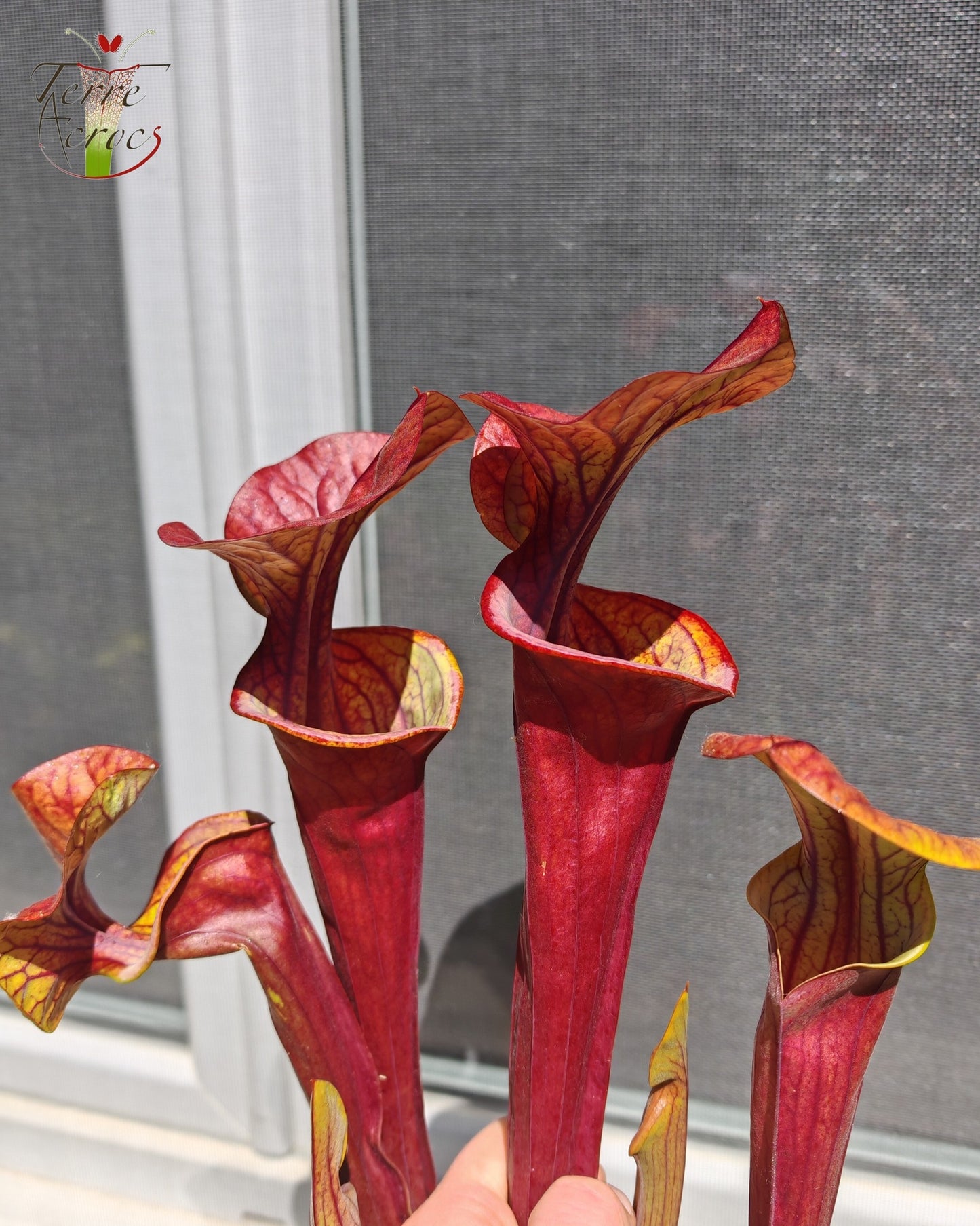 SX47 Sarracenia x “Orpaillage”
