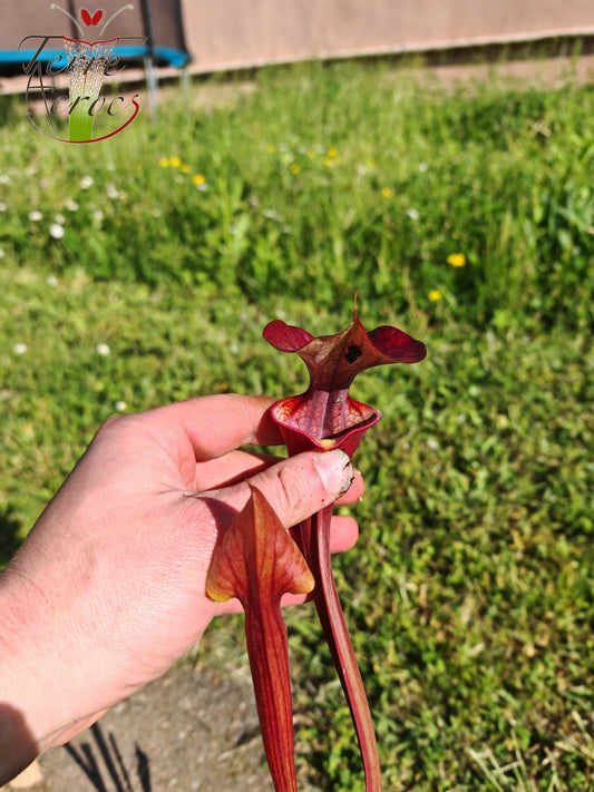 SX47U01 Sarracenia x (S. x moorei “Luben's Red” x S. flava var. atropurpurea -- All Red )