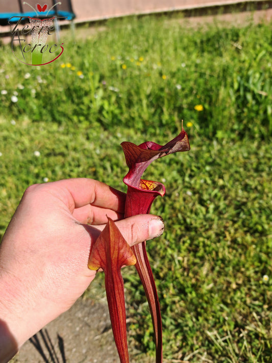 SX47U01 Sarracenia x (S. x moorei “Luben's Red” x S. flava var. atropurpurea -- All Red )