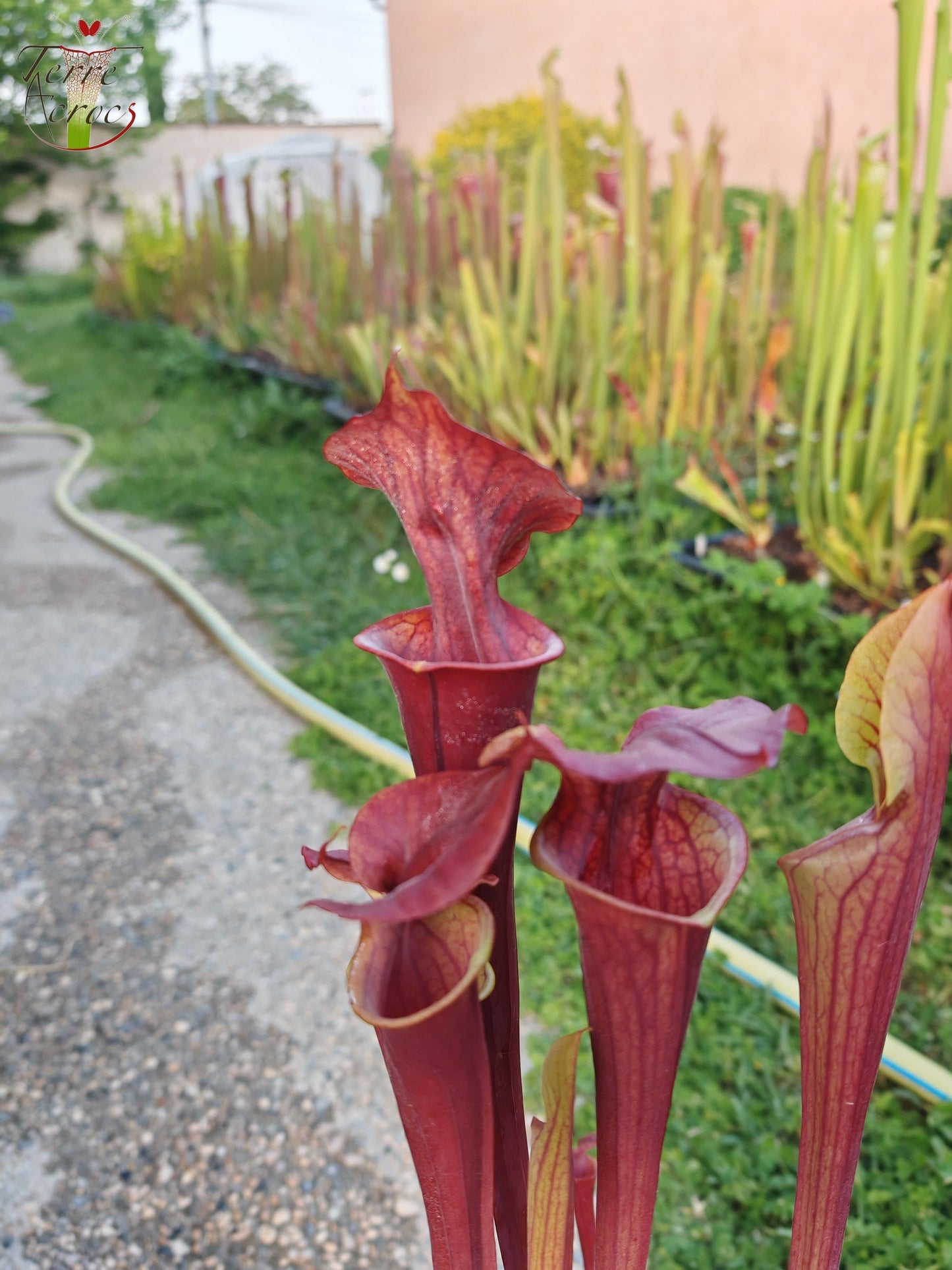 SX47U02 Sarracenia x (S. x moorei “Luben's Red” x S. flava var. atropurpurea -- All Red )