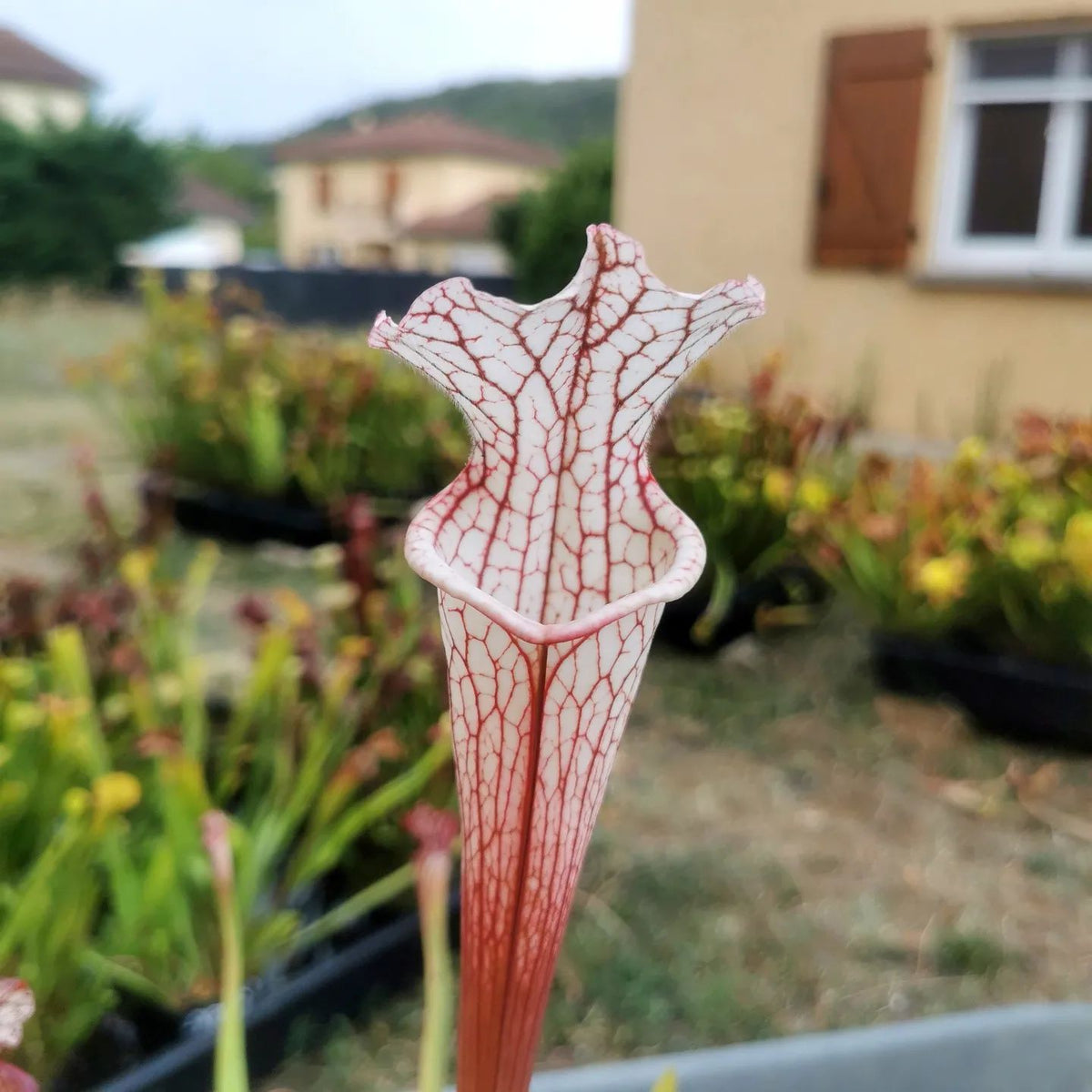 SX48 Sarracenia x -- Tubo rosa/borgoña temprano, luego blanco con borde rosado