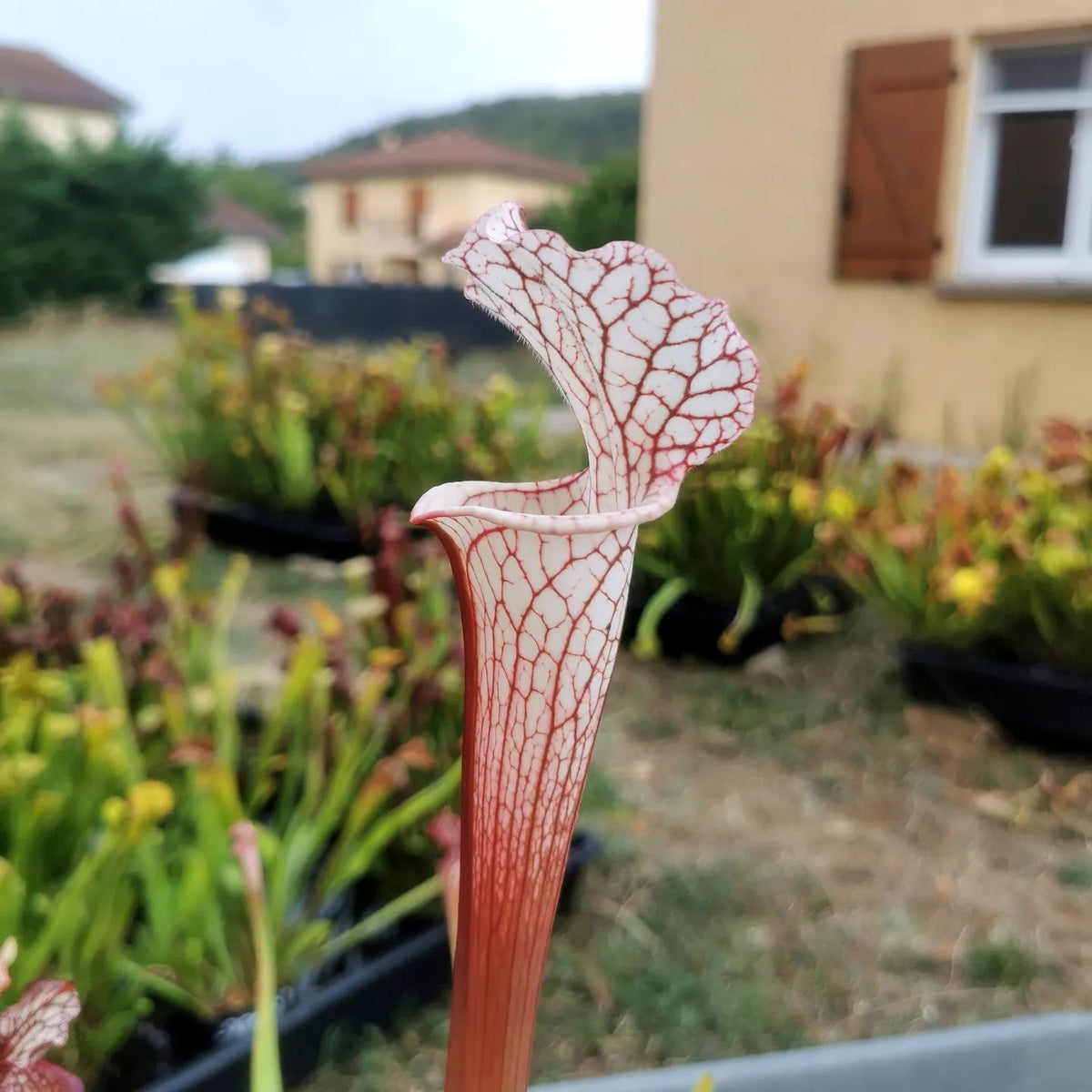 SX48 Sarracenia x -- Tubo rosa/borgoña temprano, luego blanco con borde rosado