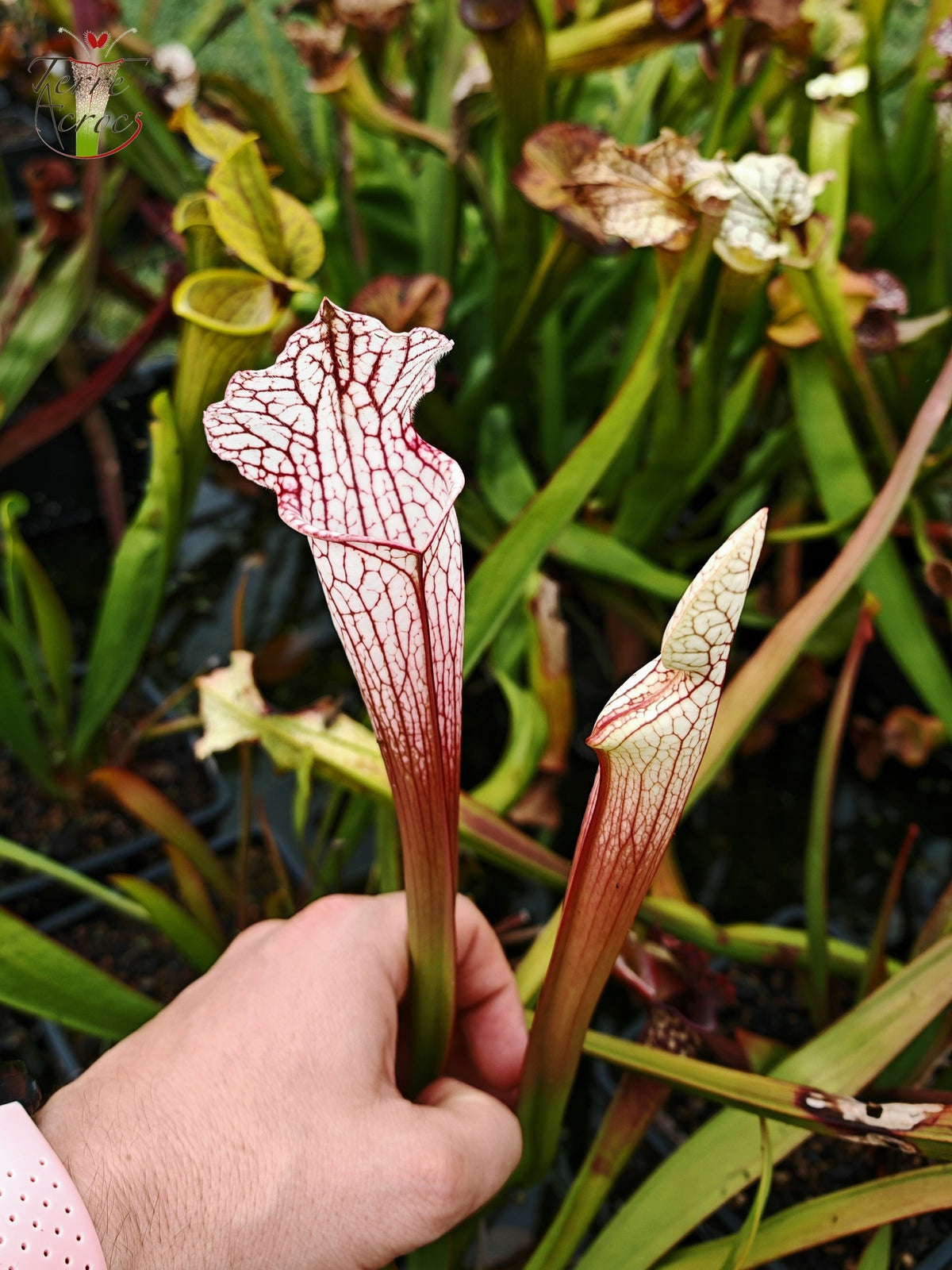 SX48 Sarracenia x -- Tubo rosa/borgoña temprano, luego blanco con borde rosado