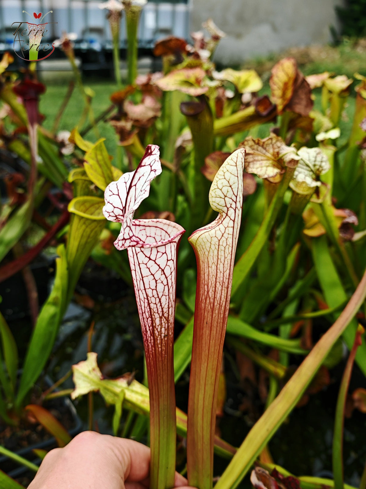 SX48 Sarracenia x -- Tubo rosa/borgoña temprano, luego blanco con borde rosado