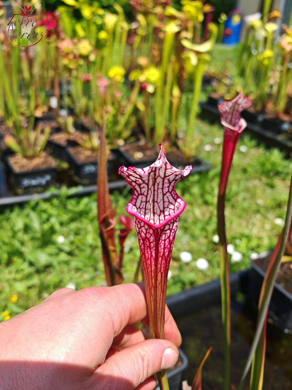 SX48 Sarracenia x -- Tubo rosa/borgoña temprano, luego blanco con borde rosado