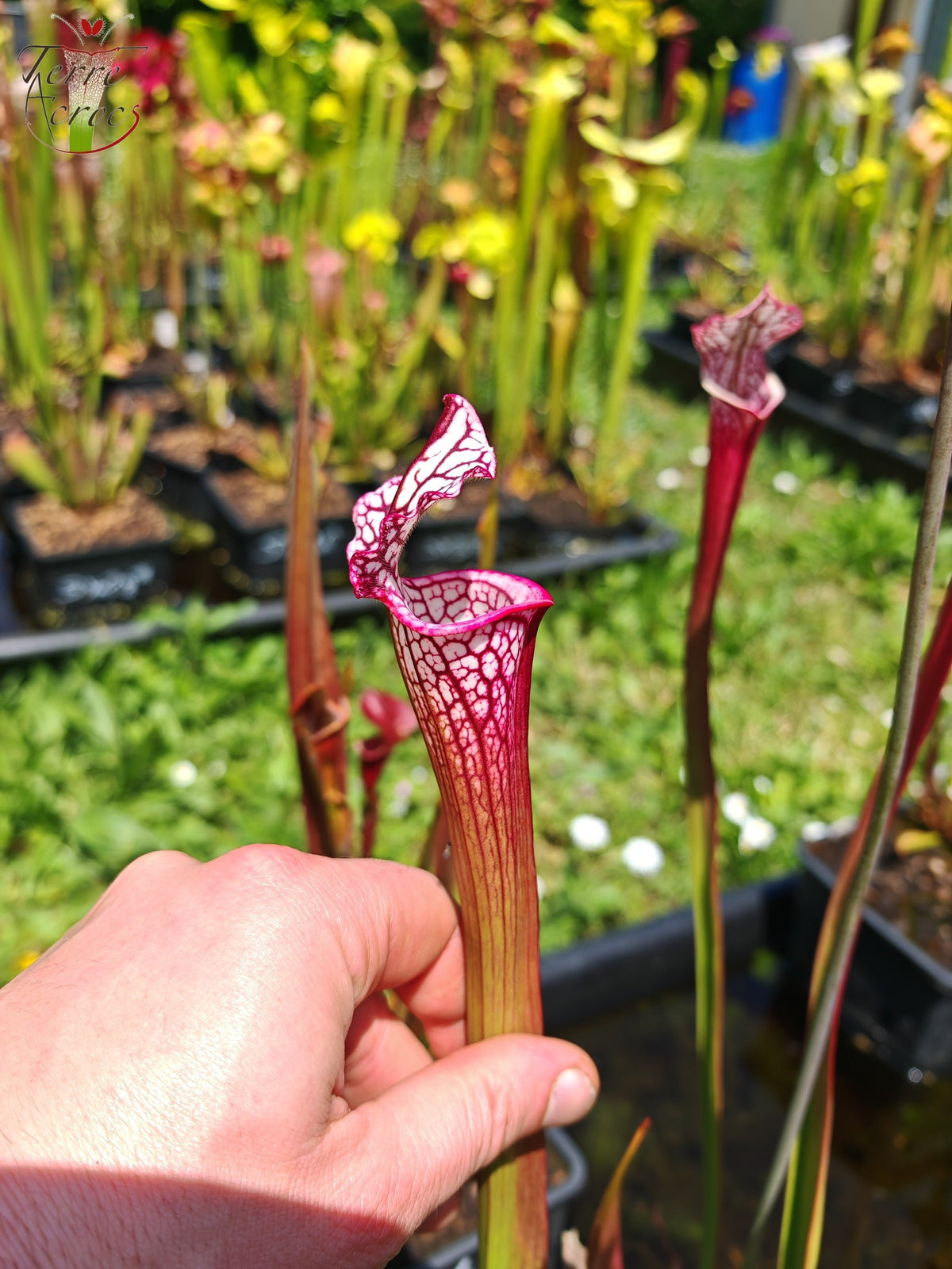 SX48 Sarracenia x -- Tubo rosa/borgoña temprano, luego blanco con borde rosado
