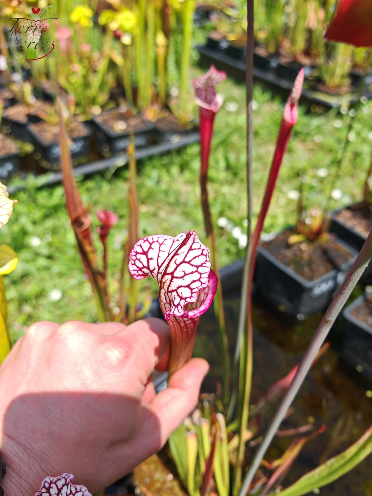 SX48 Sarracenia x -- Tubo rosa/borgoña temprano, luego blanco con borde rosado