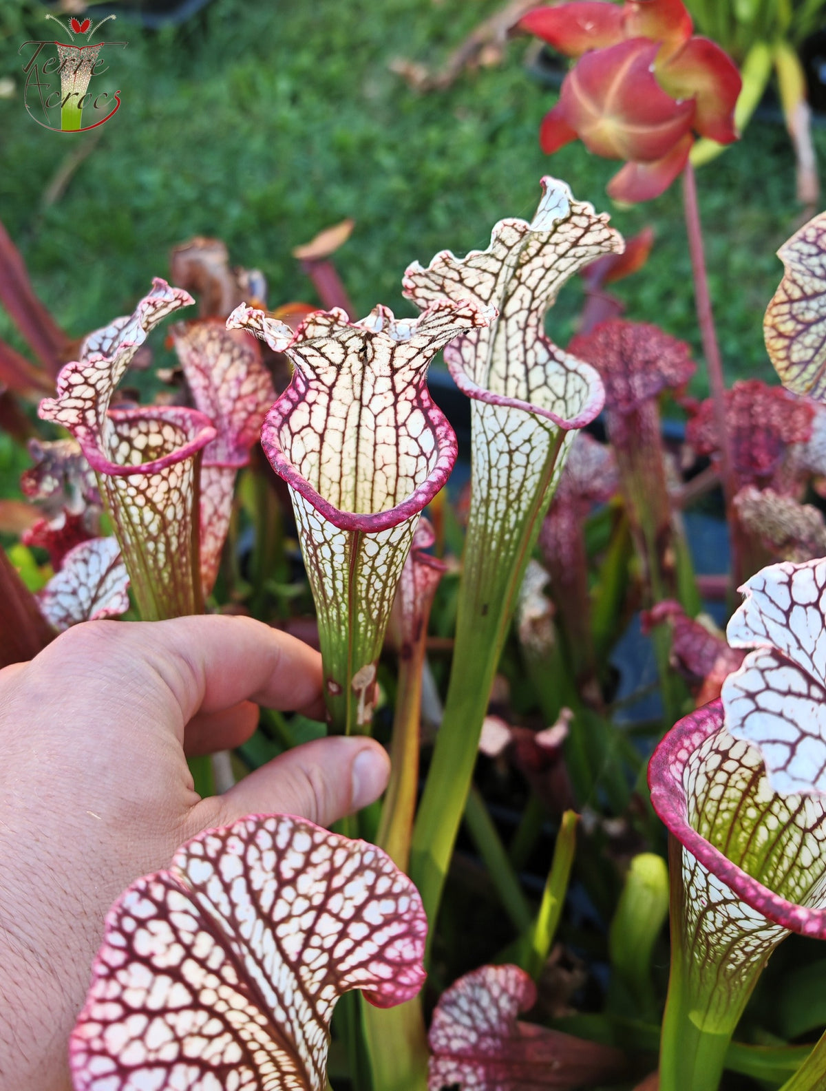 SX48 Sarracenia x -- Tubo rosa/borgoña temprano, luego blanco con borde rosado