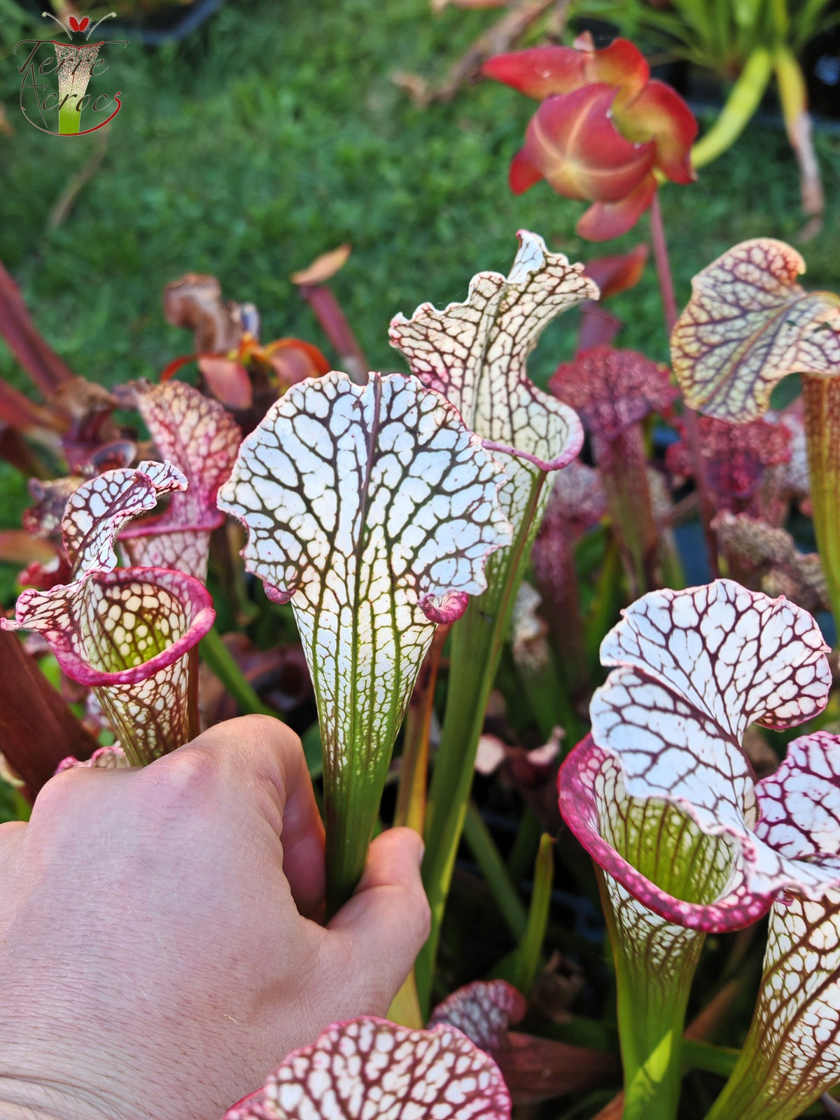 SX48 Sarracenia x -- Tubo rosa/borgoña temprano, luego blanco con borde rosado