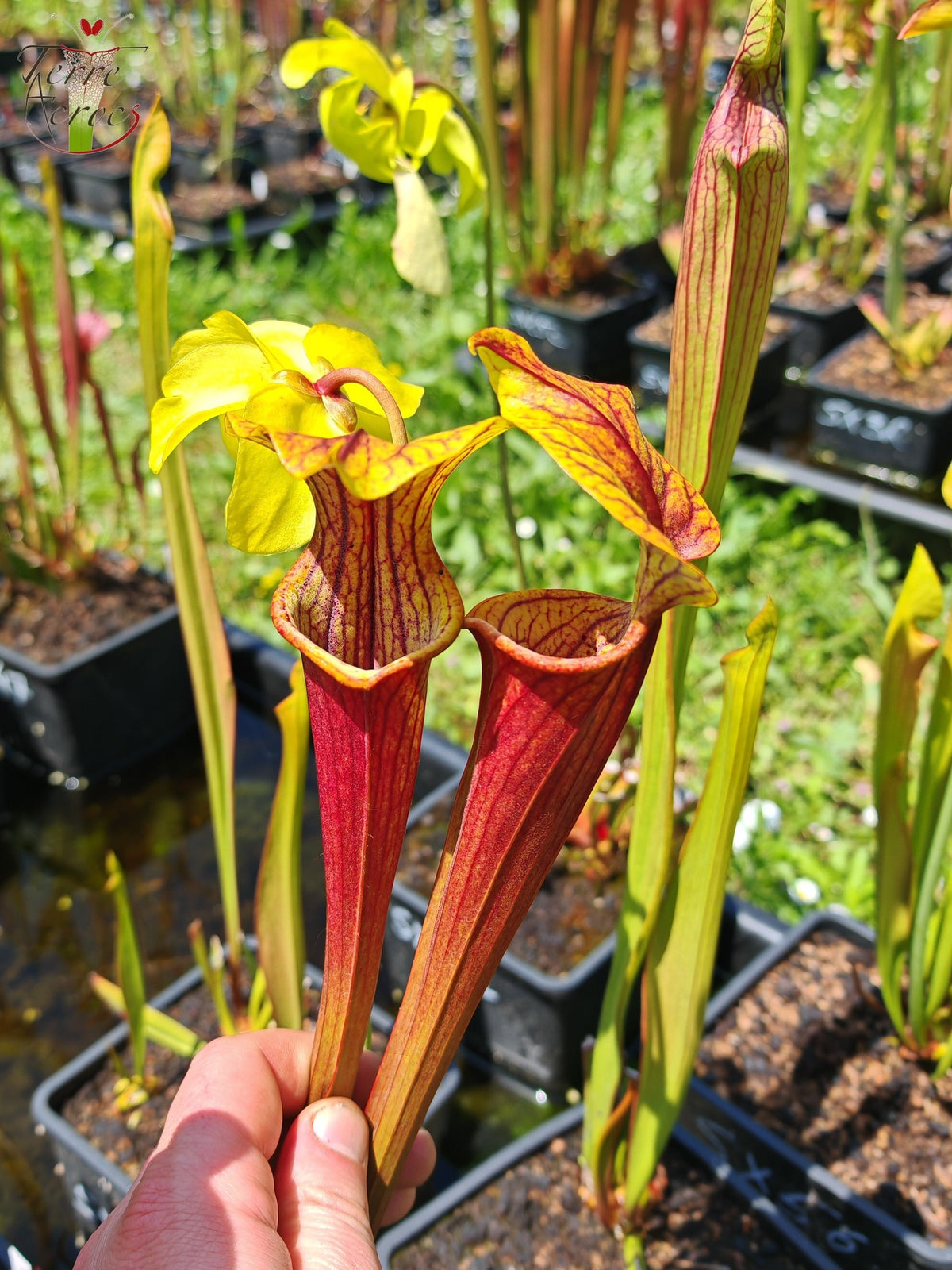 Semillas Sarracenia 2025 (SX58 x OP)