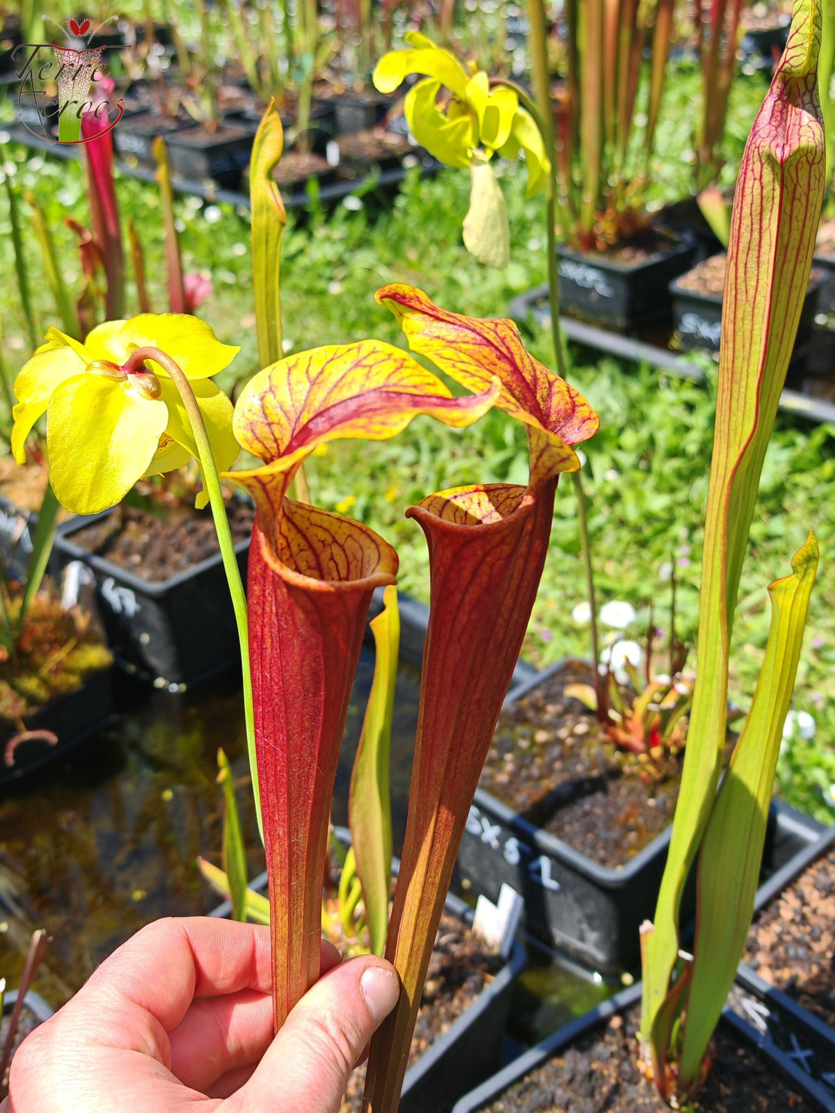 Semillas Sarracenia 2025 (SX58 x OP)