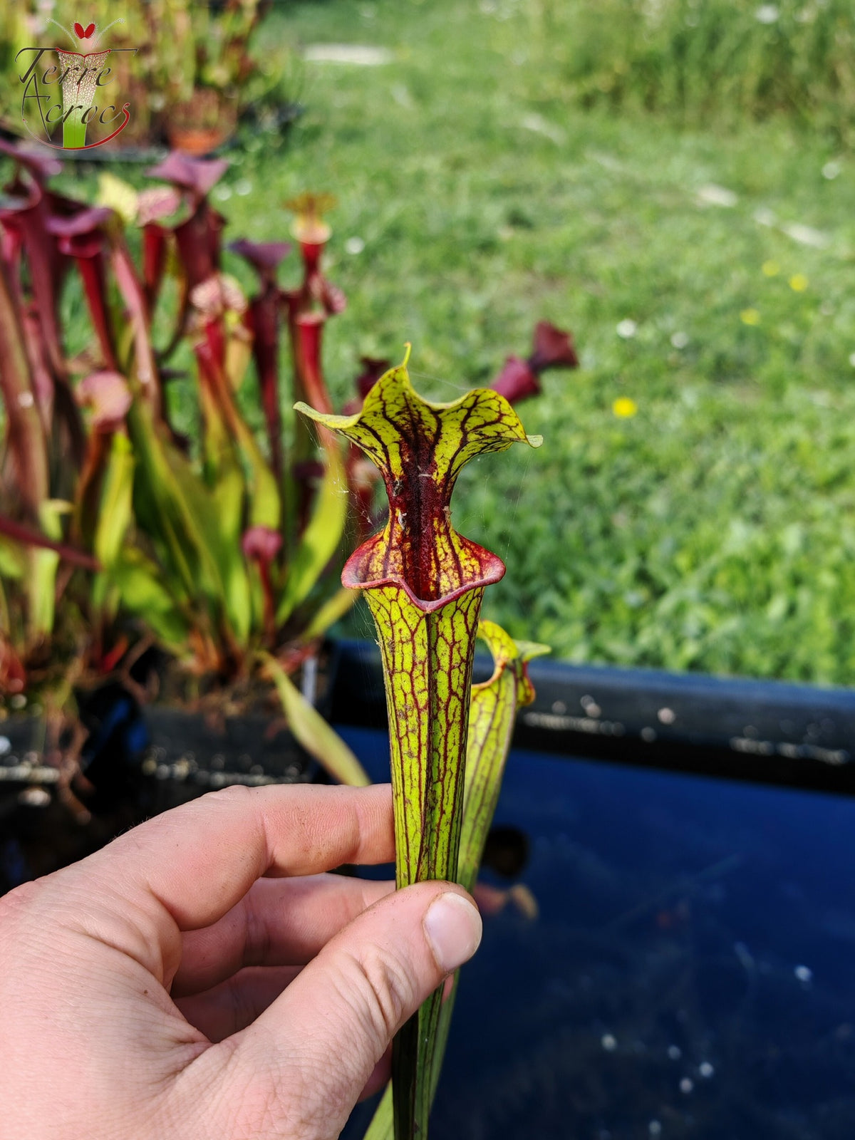 Semillas de Sarracenia 2025 (SX66 x OP)