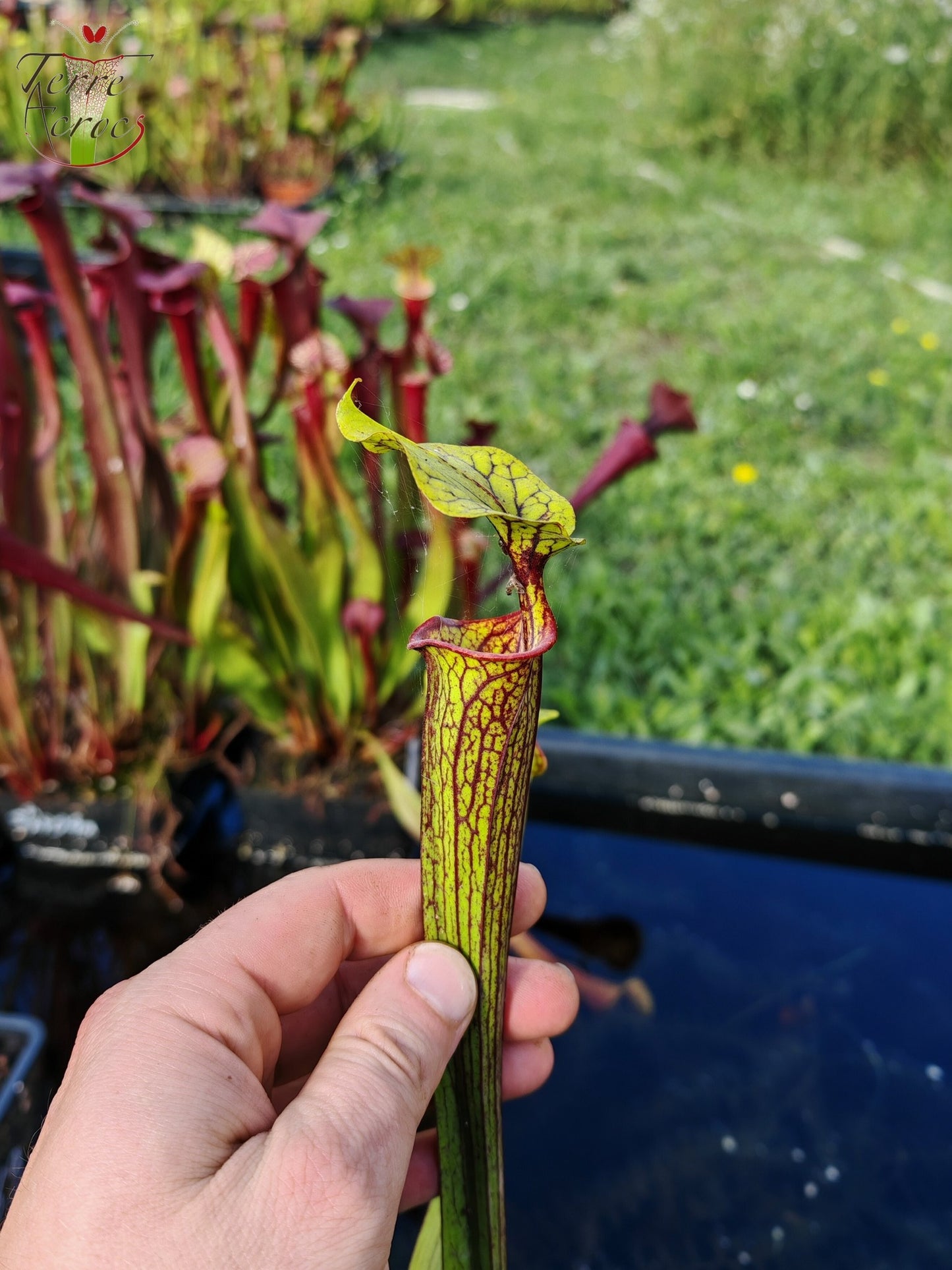 Graines Sarracenia 2025 (SX66 x OP)