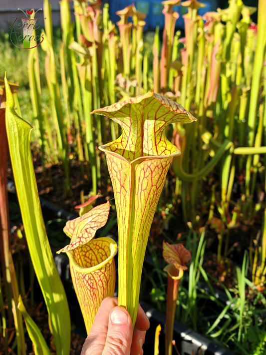 SX67  Sarracenia x ((S. leucophylla x S. oreophila) x S. leucophylla)