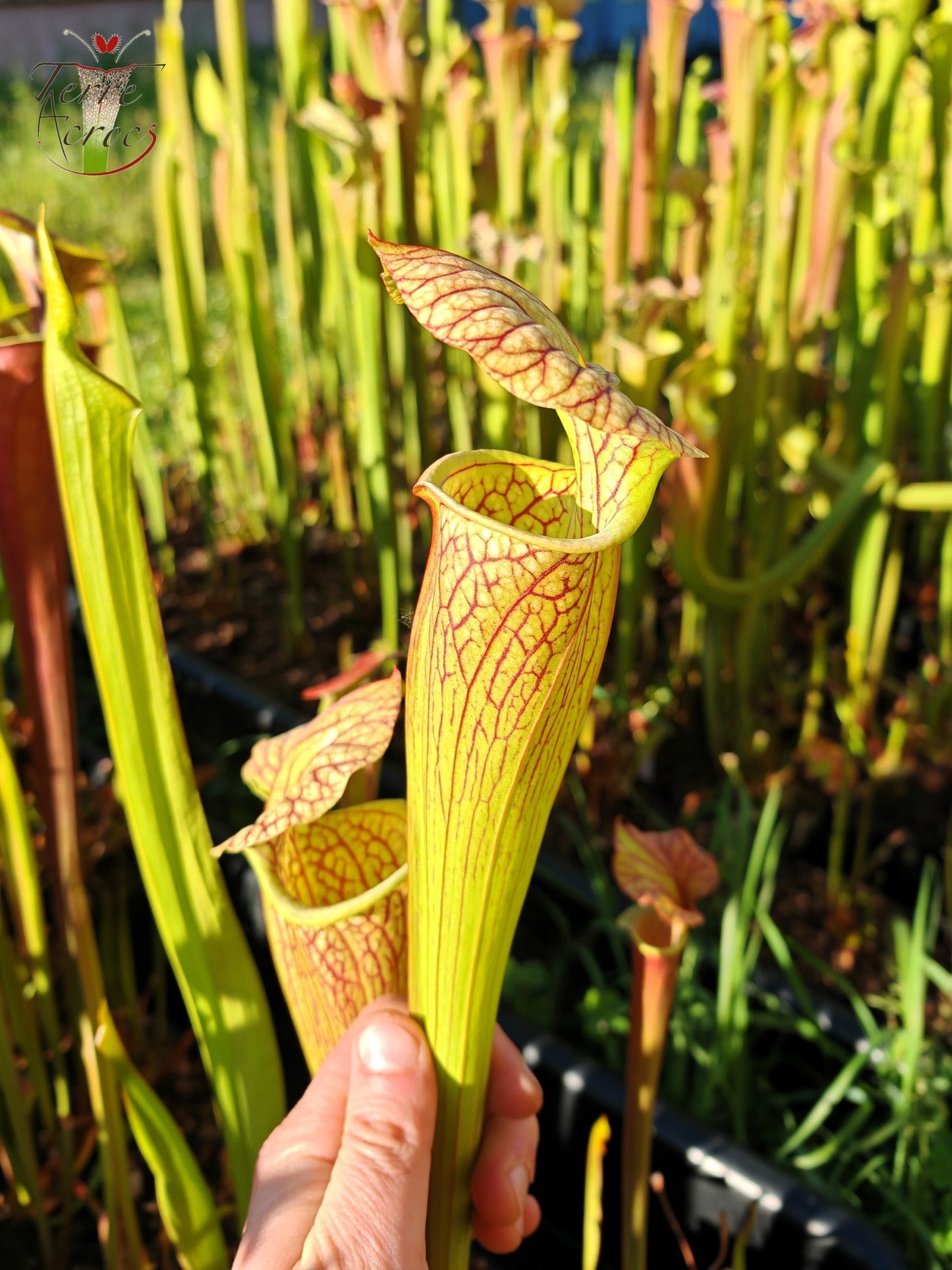 SX67  Sarracenia x ((S. leucophylla x S. oreophila) x S. leucophylla)