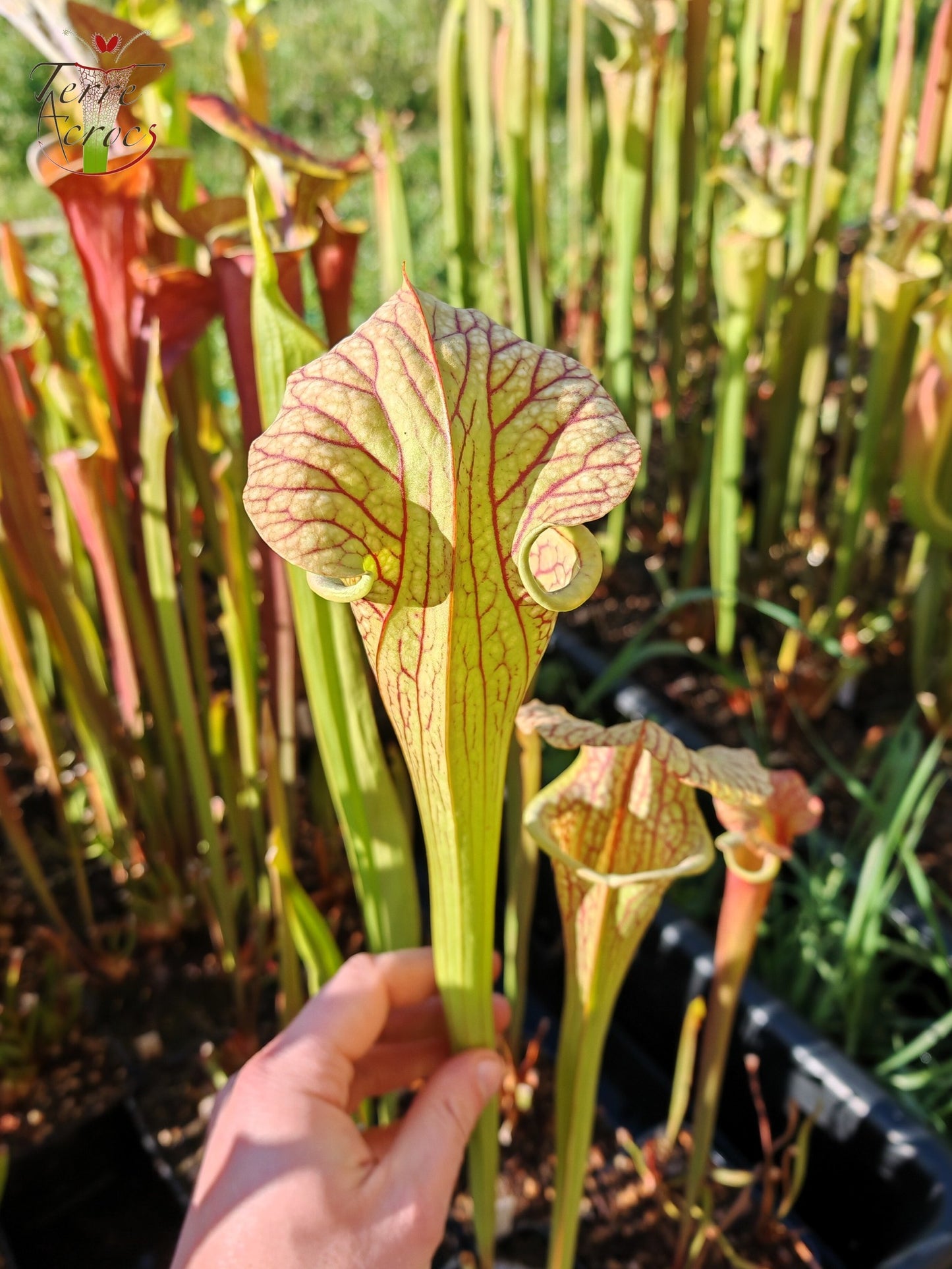 SX67  Sarracenia x ((S. leucophylla x S. oreophila) x S. leucophylla)