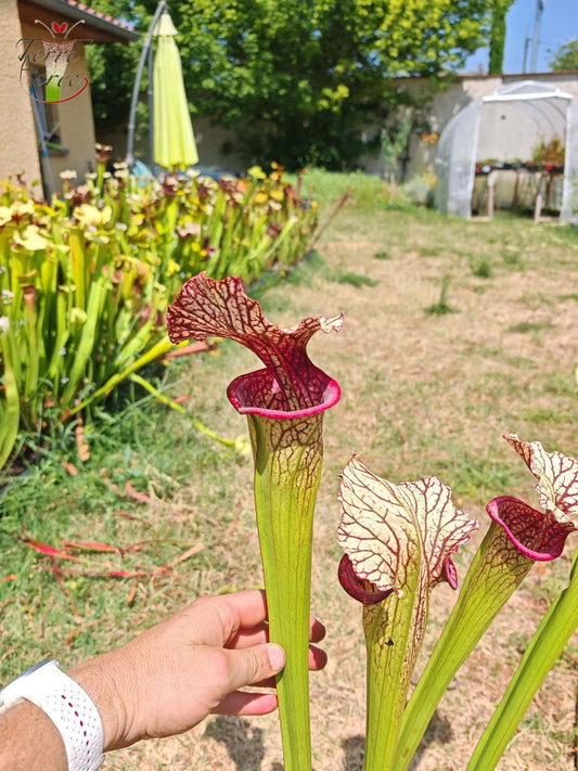 SX67 Sarracenia x ((S. leucophylla x S. oreophila) x S. leucophylla)
