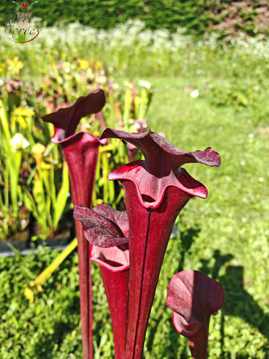 SXA01 Sarracenia x 'Alucard' -- "Select" (Mike Wang)