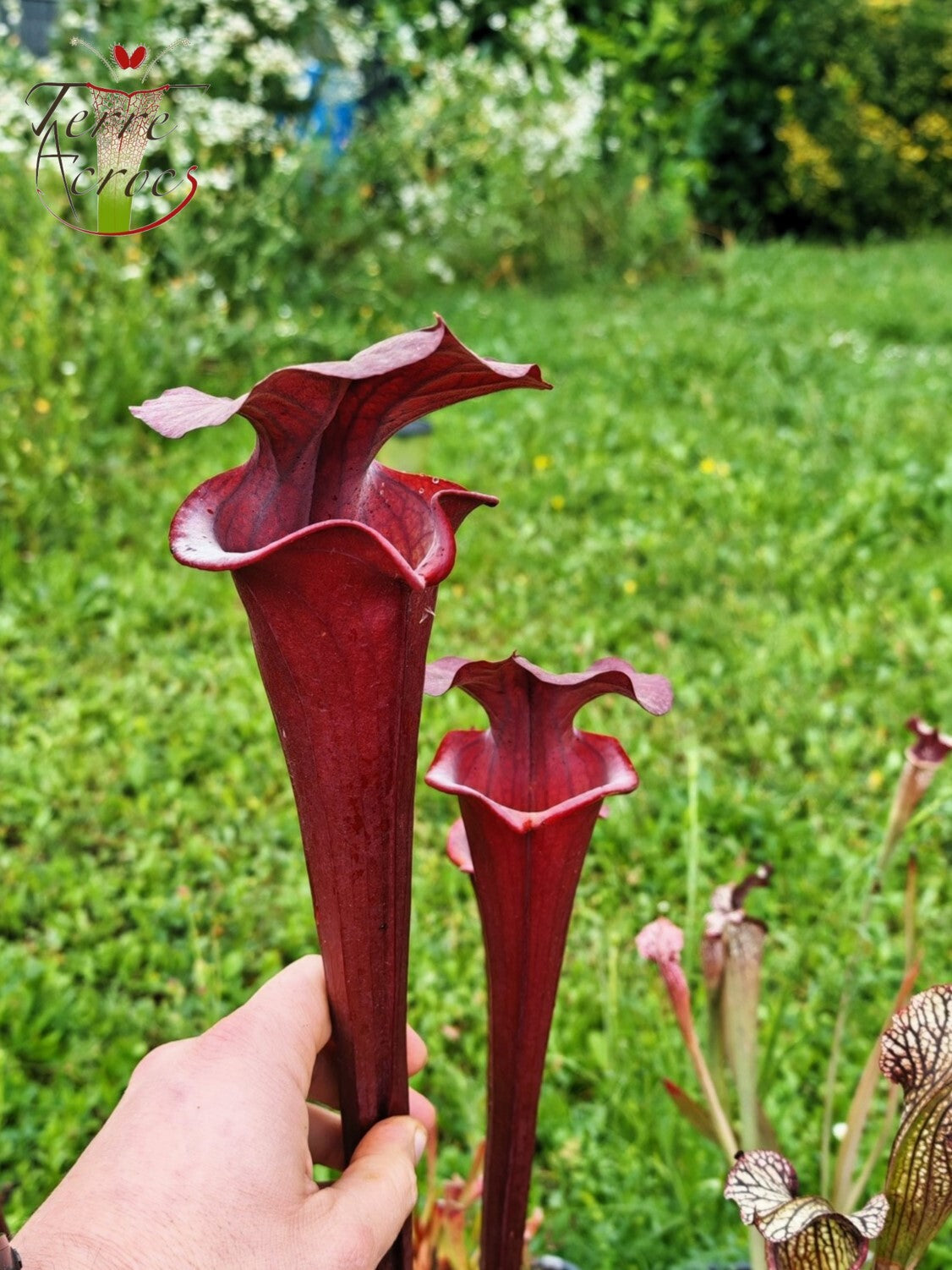 SXA01 Sarracenia x 'Alucard' -- "Select" (Mike Wang)