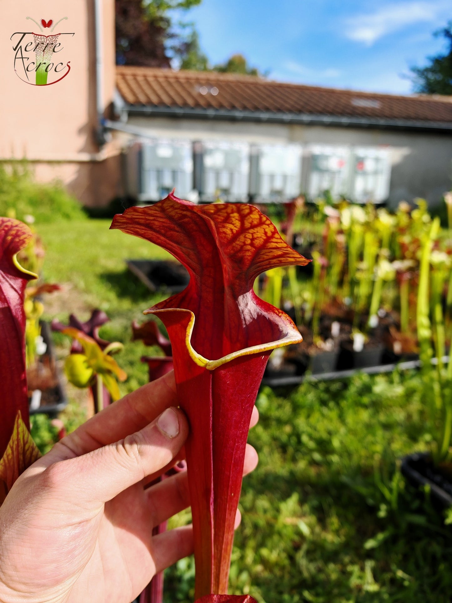 SXA01 Sarracenia x 'Alucard' -- "Select" (Mike Wang)