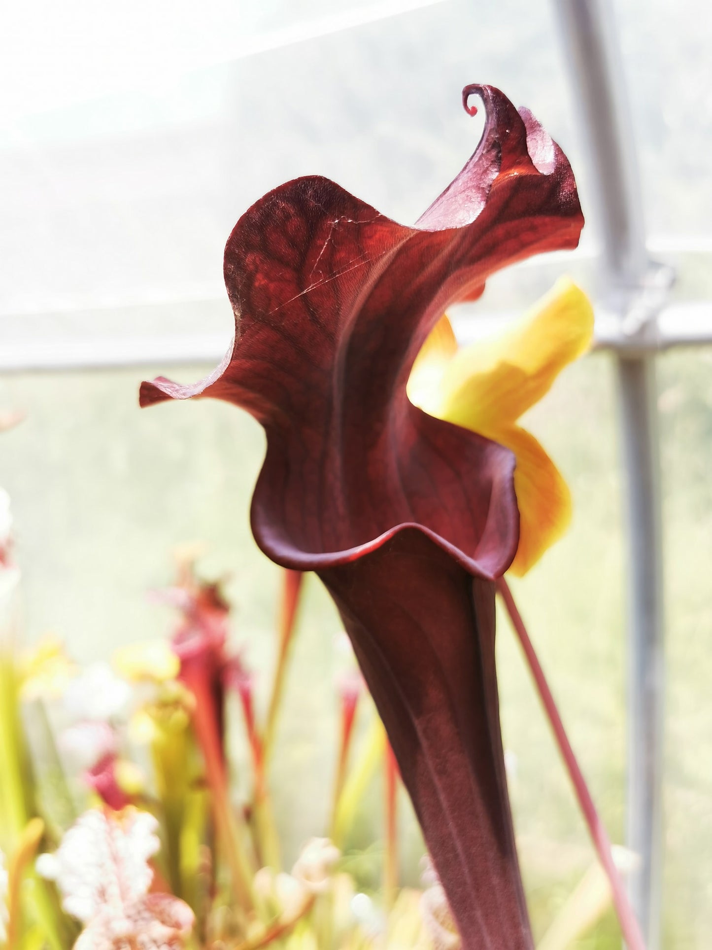 SXA02 Sarracenia x 'Alucard' -- "Prince of Darkness" (MW)
