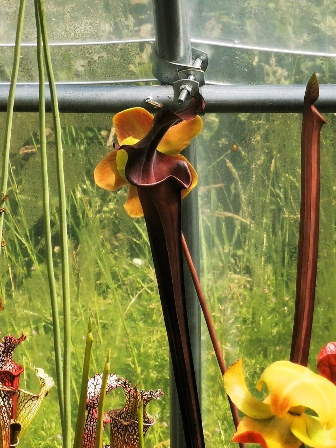 SXA02 Sarracenia x 'Alucard' -- "Prince of Darkness" (MW)