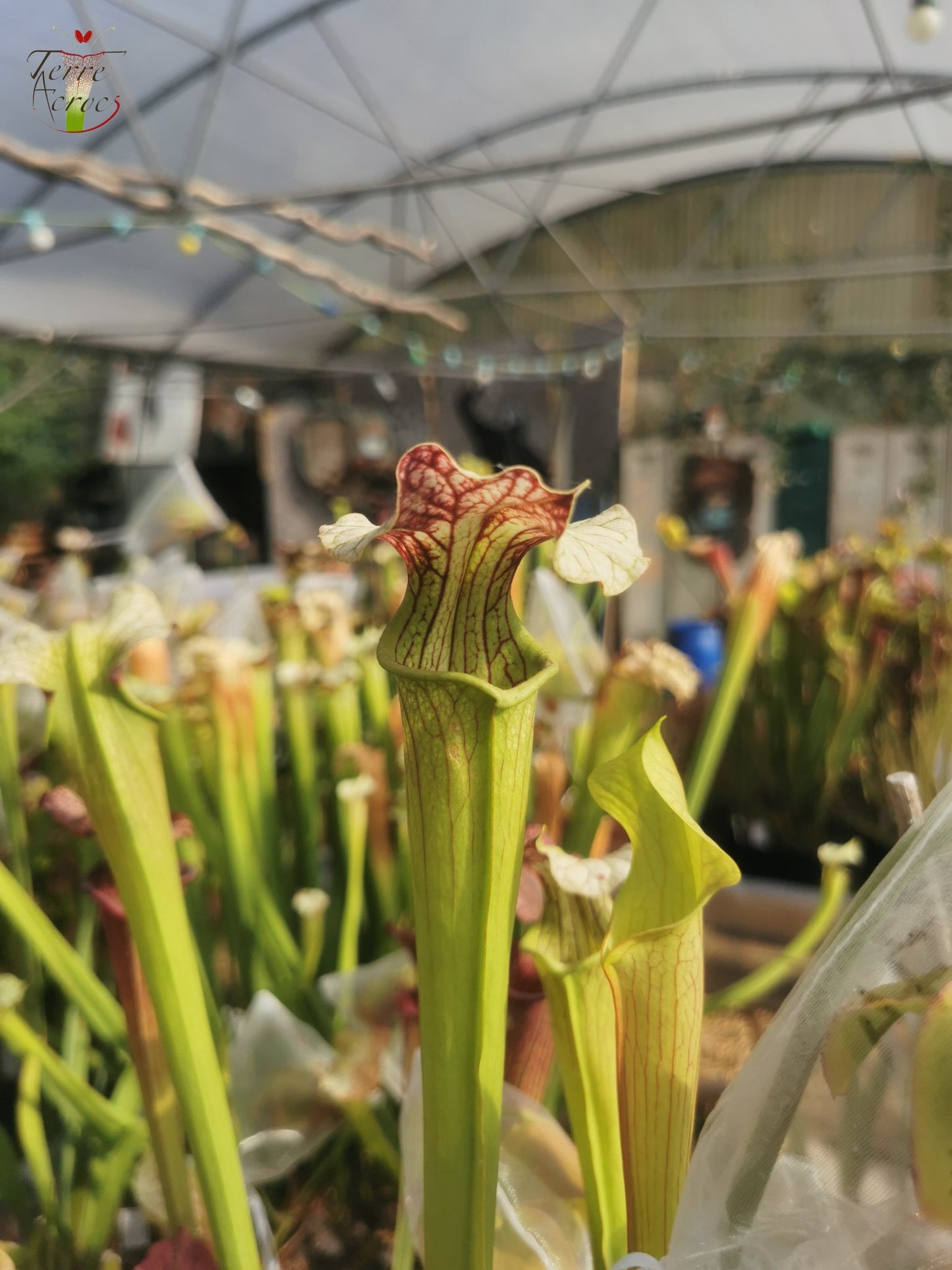 SXAR01 Sarracenia x areolata -- "Giant" (SX102, CA)
