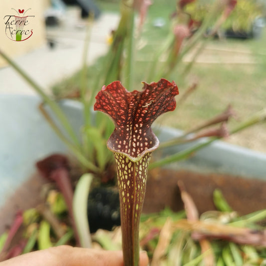 SXAR02 Sarracenia x areolata -- (S. alata var. nigropurpurea, CK  x S. leucophylla -- "Helmut’s Delight")