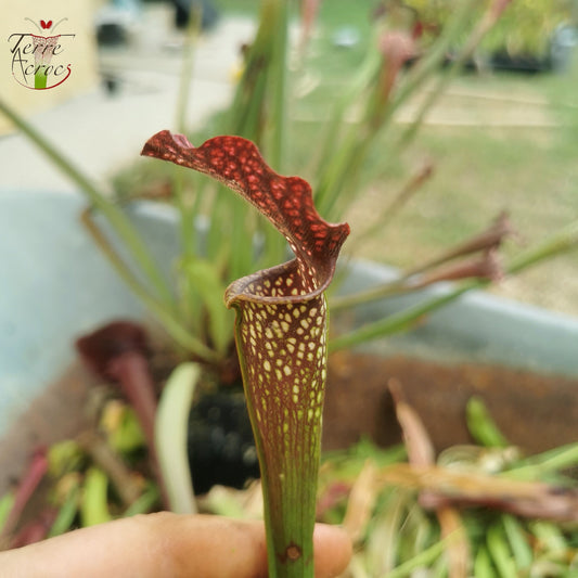 SXAR02 Sarracenia x areolata -- (S. alata var. nigropurpurea, CK  x S. leucophylla -- "Helmut’s Delight")