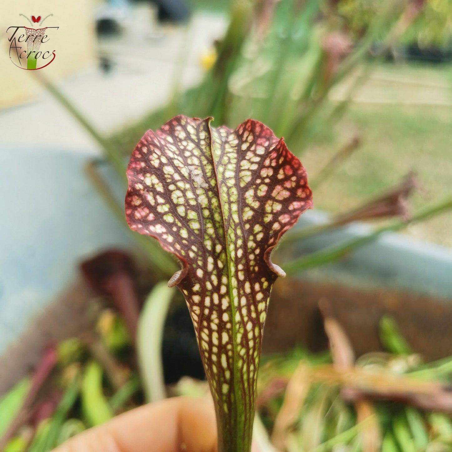 SXAR02 Sarracenia x areolata -- (S. alata var. nigropurpurea, CK  x S. leucophylla -- "Helmut’s Delight")
