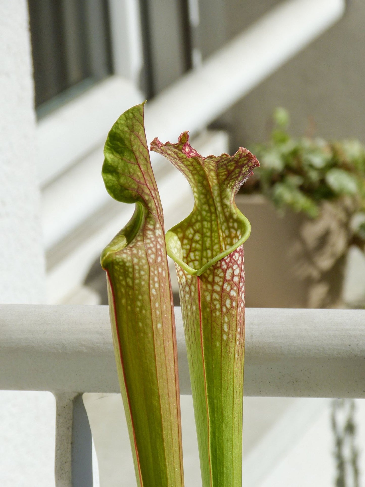 SXF01 Sarracenia x farnhamii