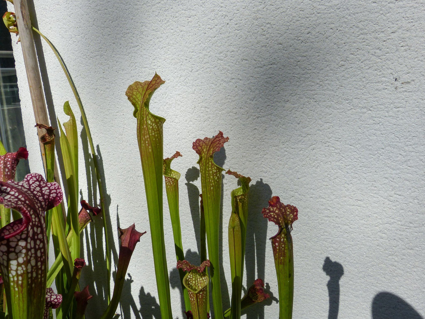 SXF01 Sarracenia x farnhamii