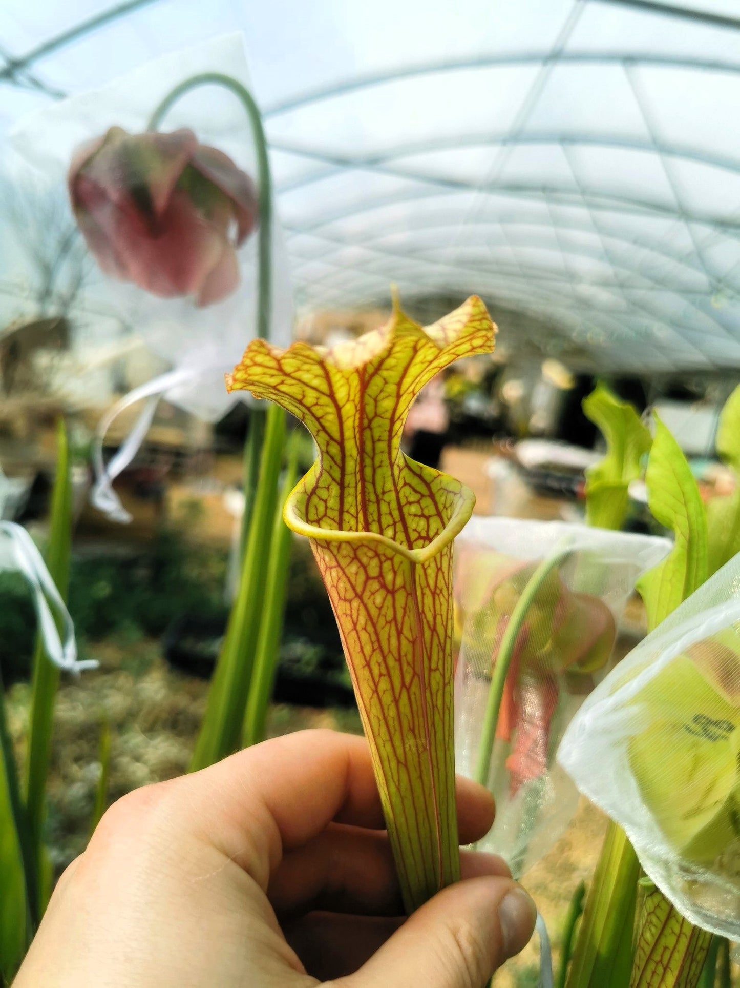 SXF02 Sarracenia x belii -- 'Bordeaux Red Wine' (H212, MK)