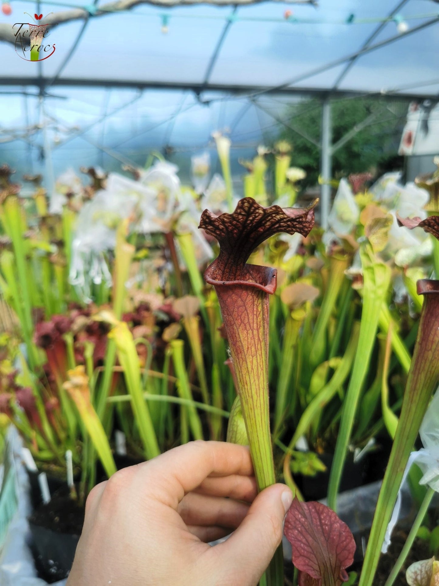 SXF02 Sarracenia x belii -- 'Bordeaux Red Wine' (H212, MK)