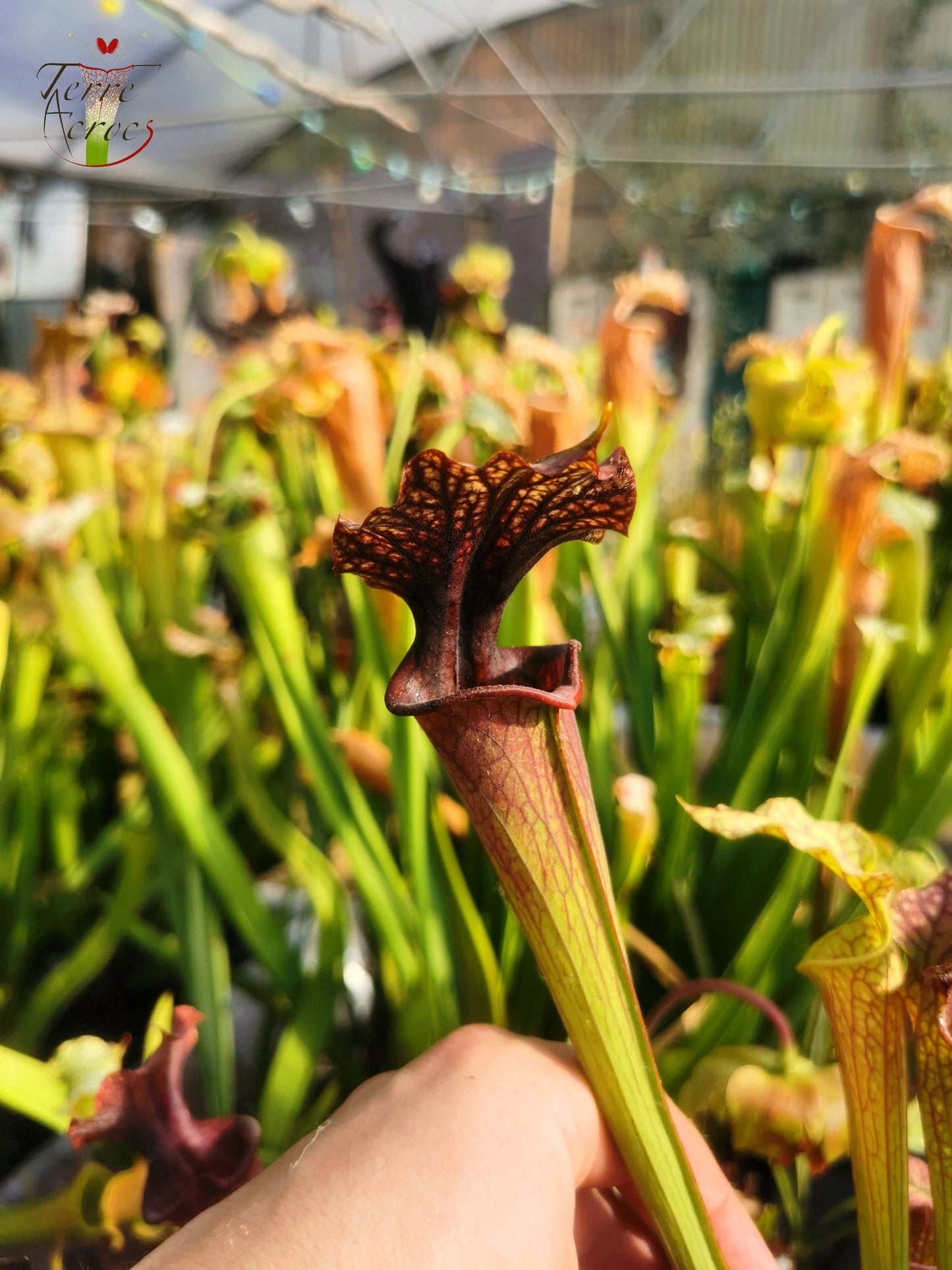 SXF02 Sarracenia x belii -- 'Bordeaux Red Wine' (H212, MK)