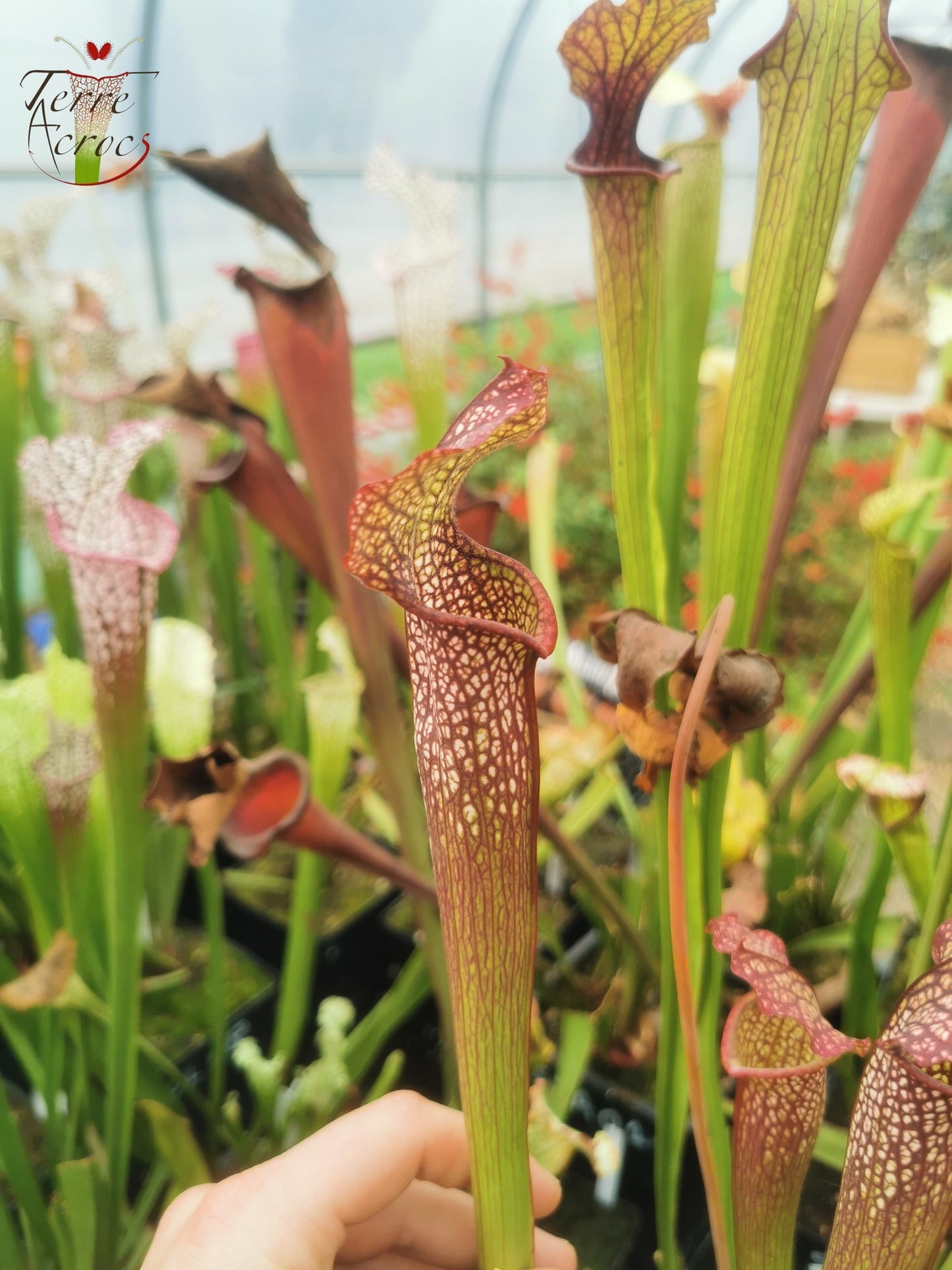 SXF03 Sarracenia x bellii — "Night Sky" (H96, MK)