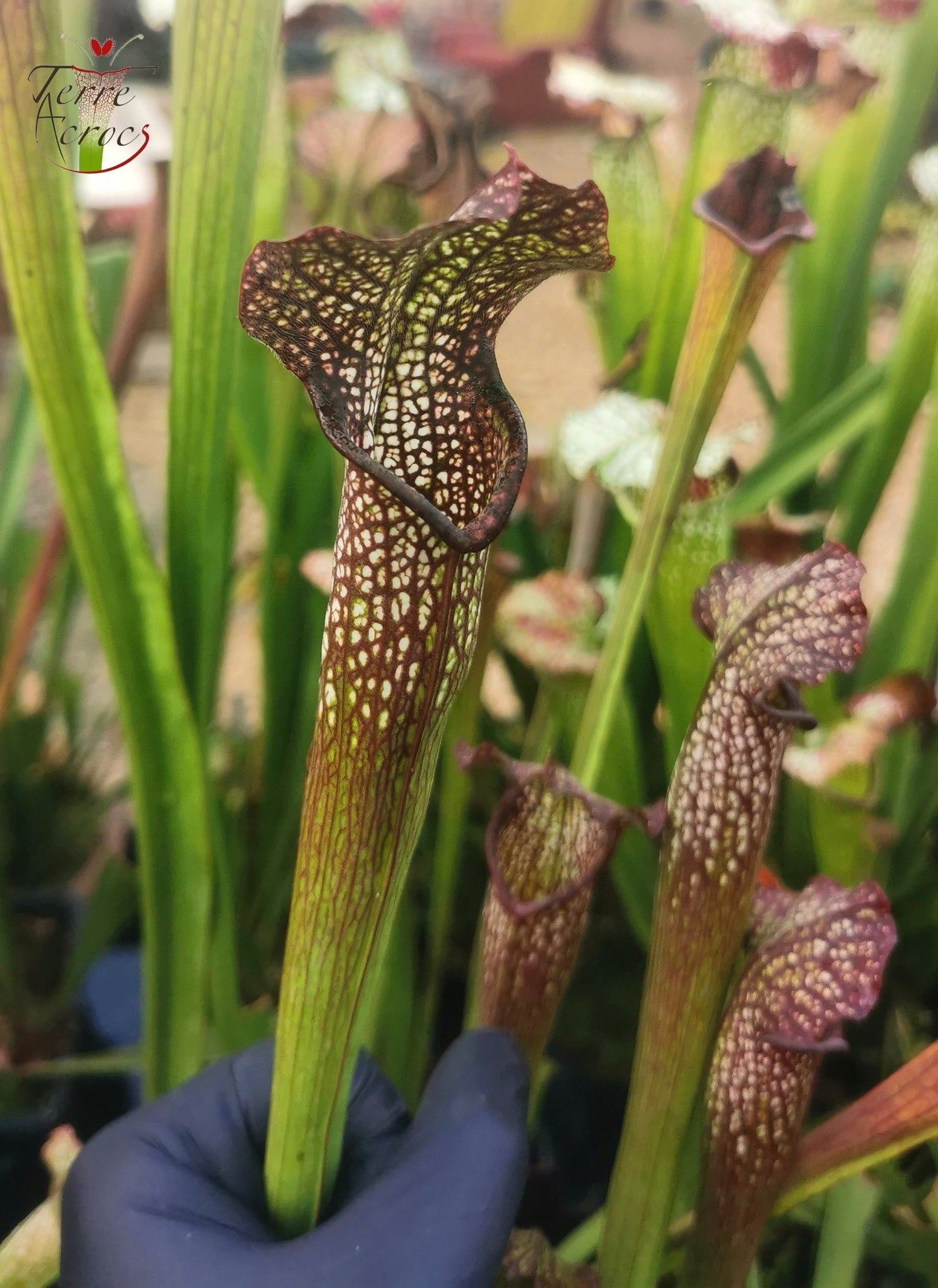 SXF03 Sarracenia x bellii — "Night Sky" (H96, MK)