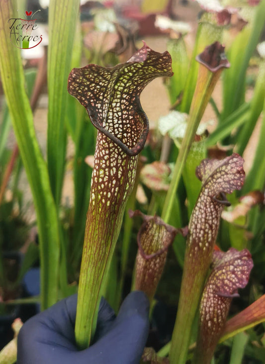 SXF03 Sarracenia x bellii — "Night Sky" (H96, MK)