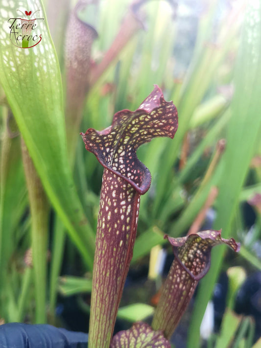 SXF03 Sarracenia x bellii — "Night Sky" (H96, MK)