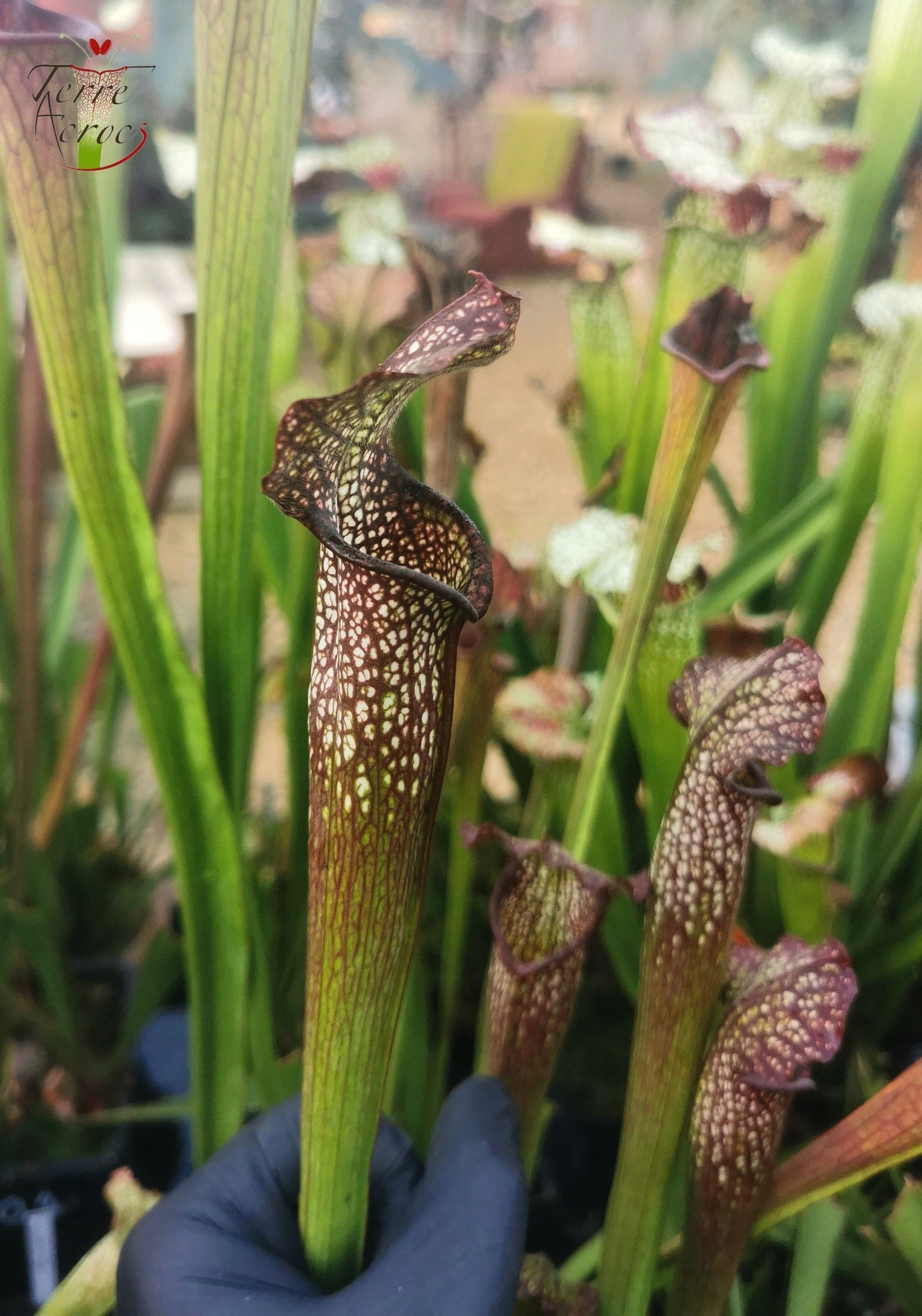 SXF03 Sarracenia x bellii — "Night Sky" (H96, MK)