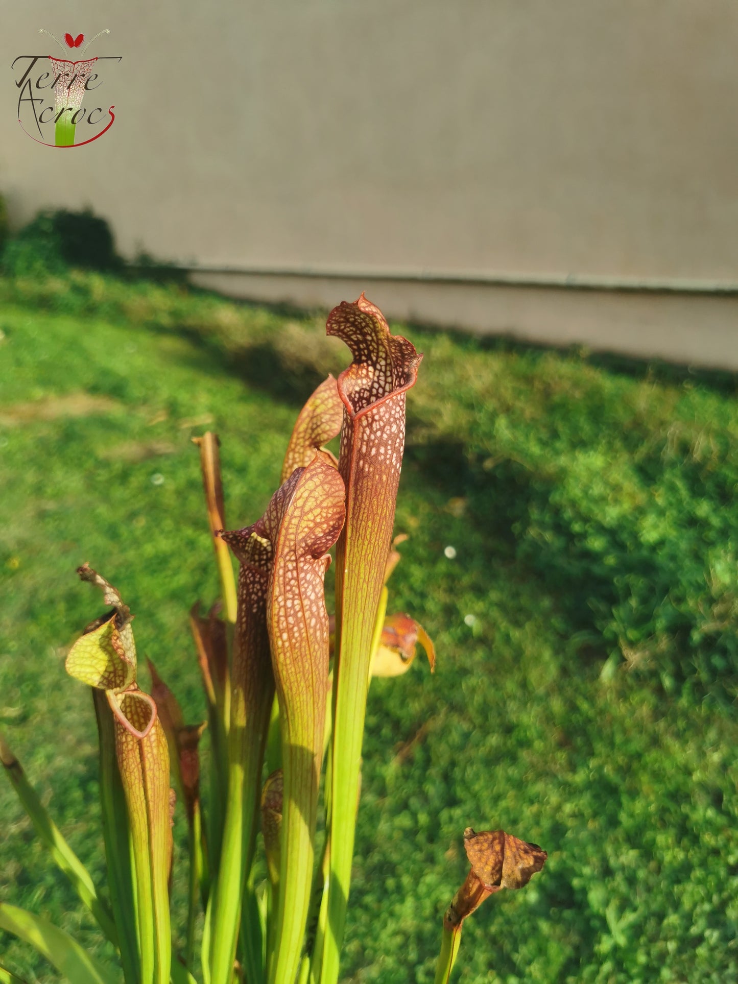 SXF03 Sarracenia x bellii — "Night Sky" (H96, MK)